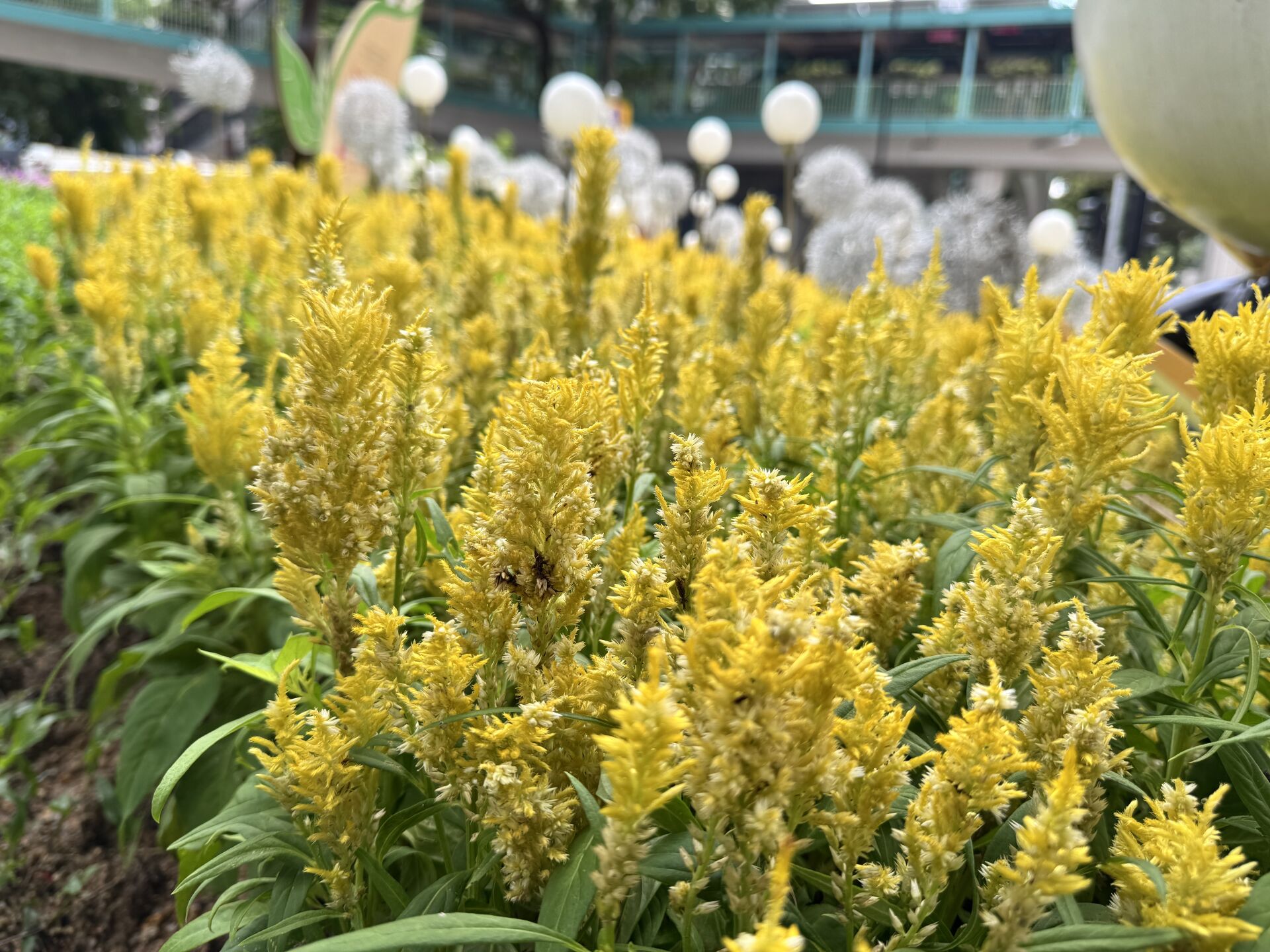 https://www.fa.gov.hk/鳳尾球