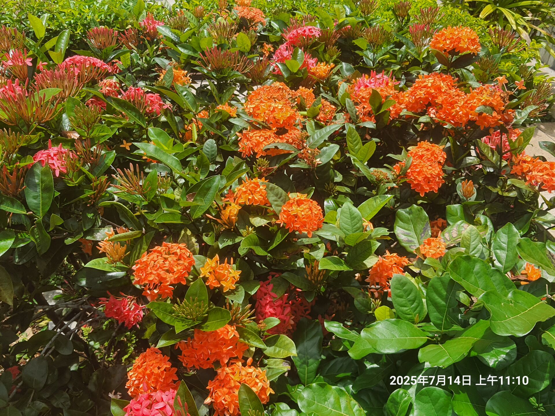 https://www.fa.gov.hk/細葉龍船花