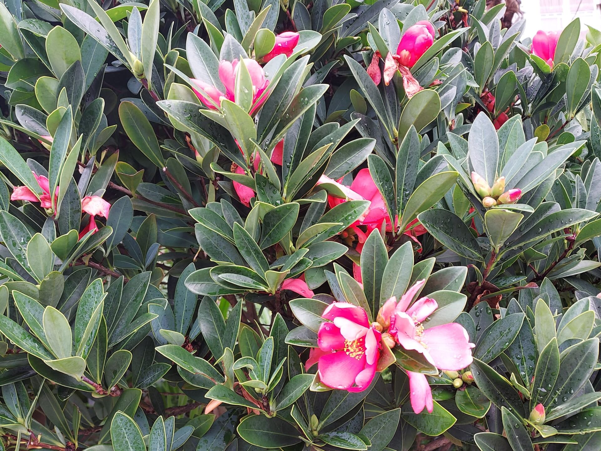 https://www.fa.gov.hk/杜鵑紅山茶
