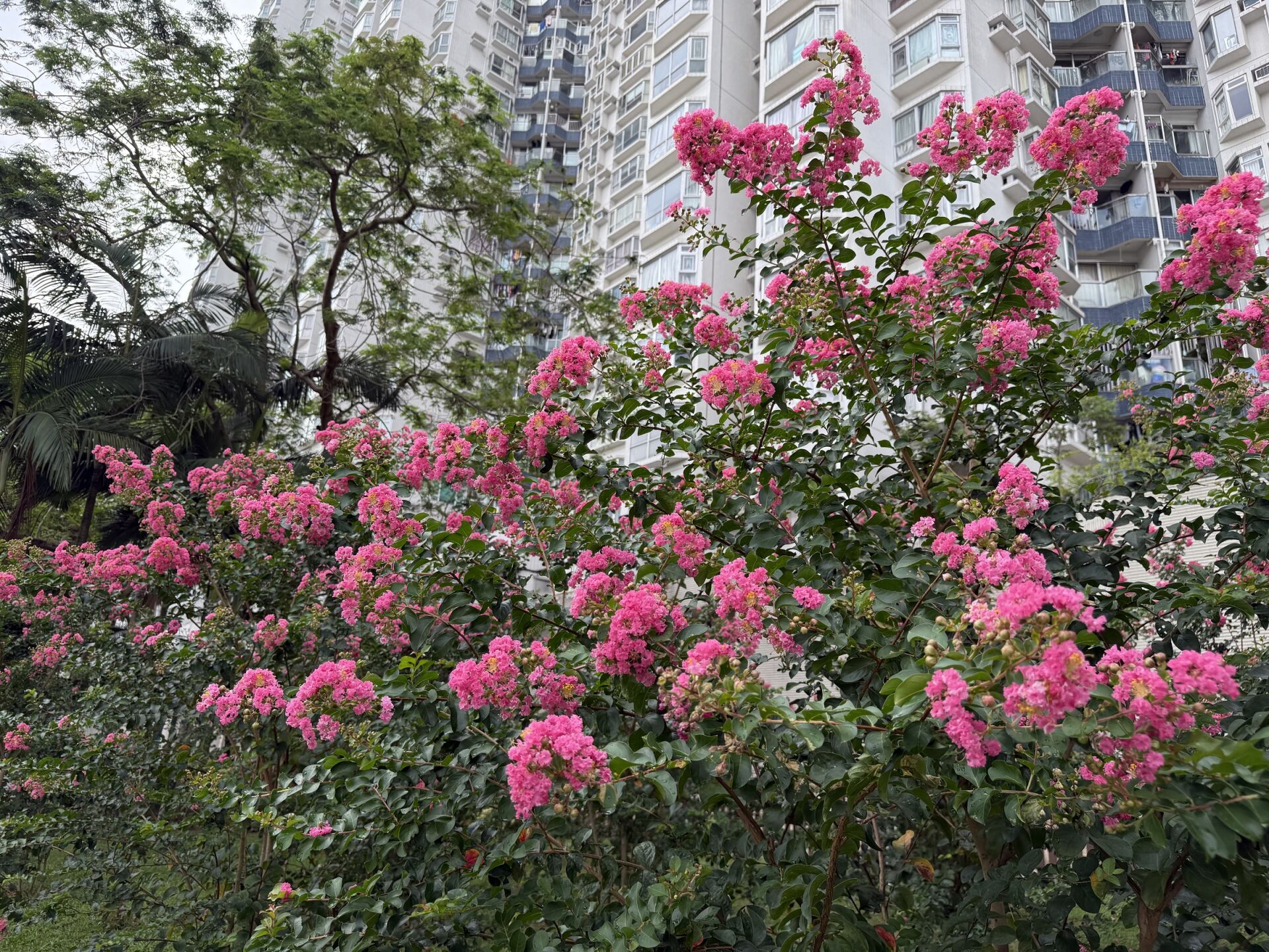 https://www.fa.gov.hk/紫薇