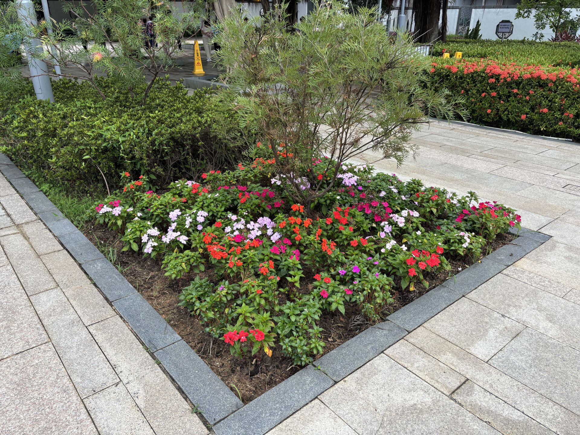 https://www.fa.gov.hk/桑蓓斯鳳仙花