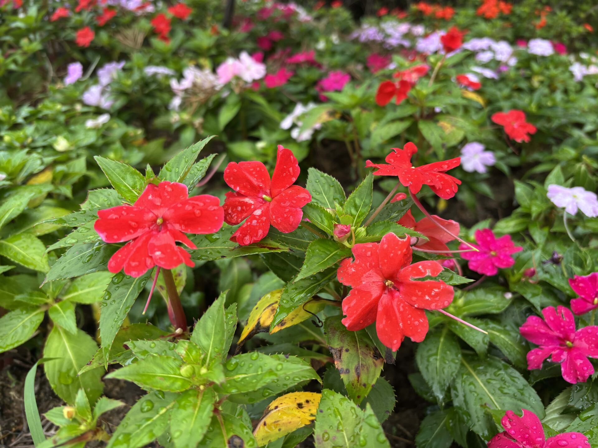 https://www.fa.gov.hk/桑蓓斯鳳仙花