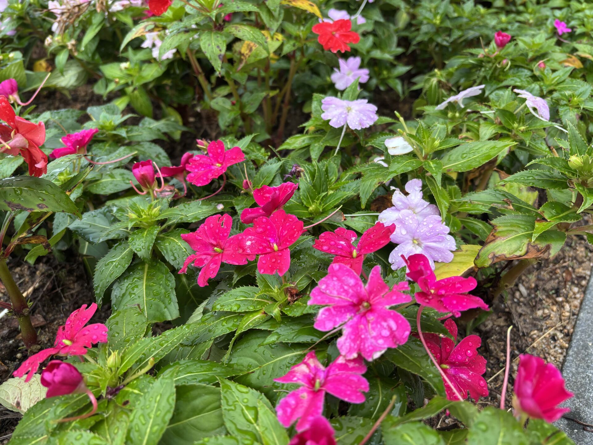 https://www.fa.gov.hk/桑蓓斯鳳仙花