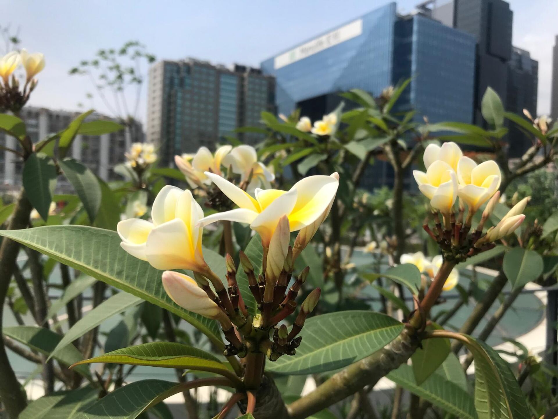 https://www.fa.gov.hk/雞蛋花