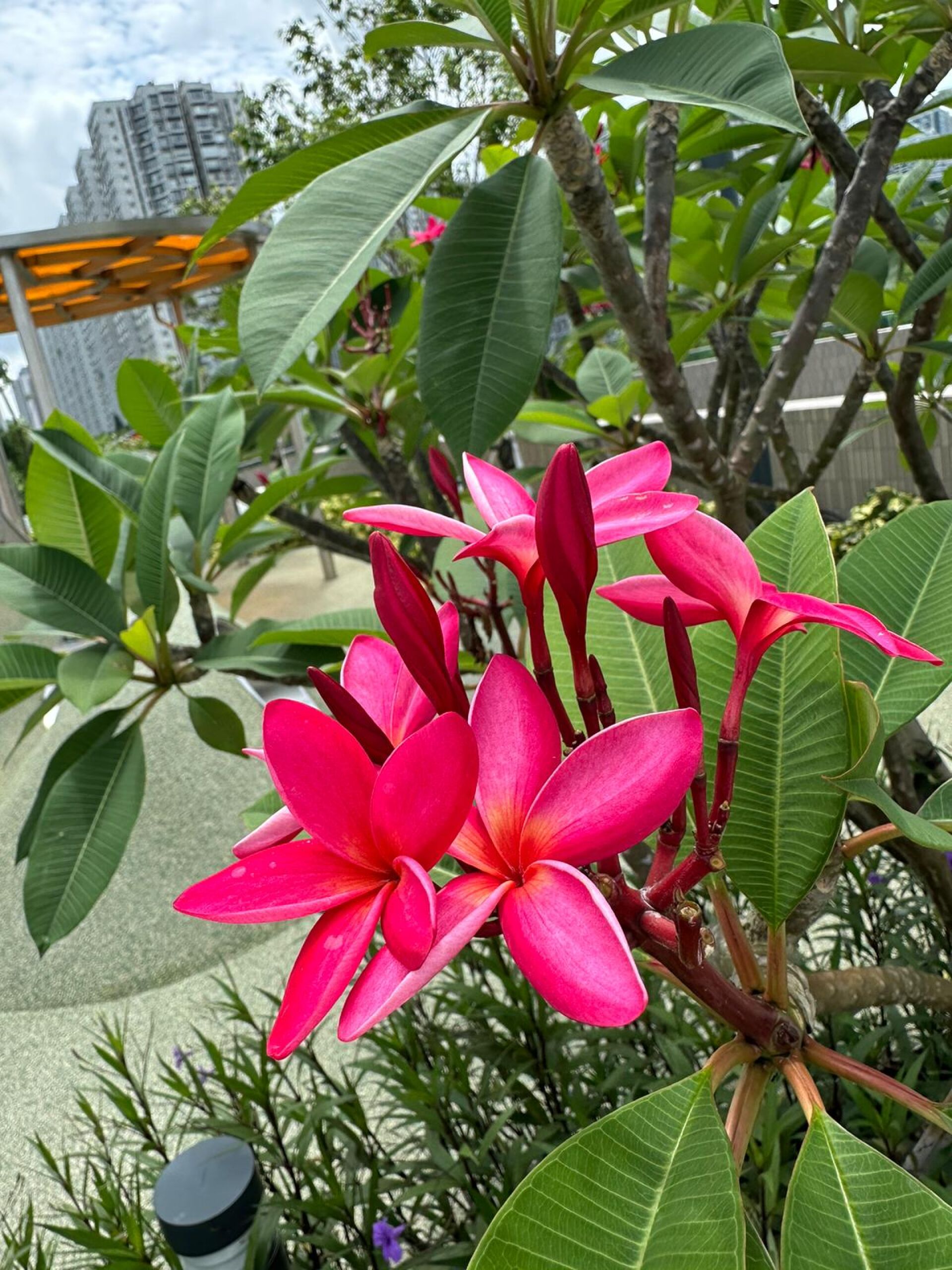 https://www.fa.gov.hk/紅雞蛋花