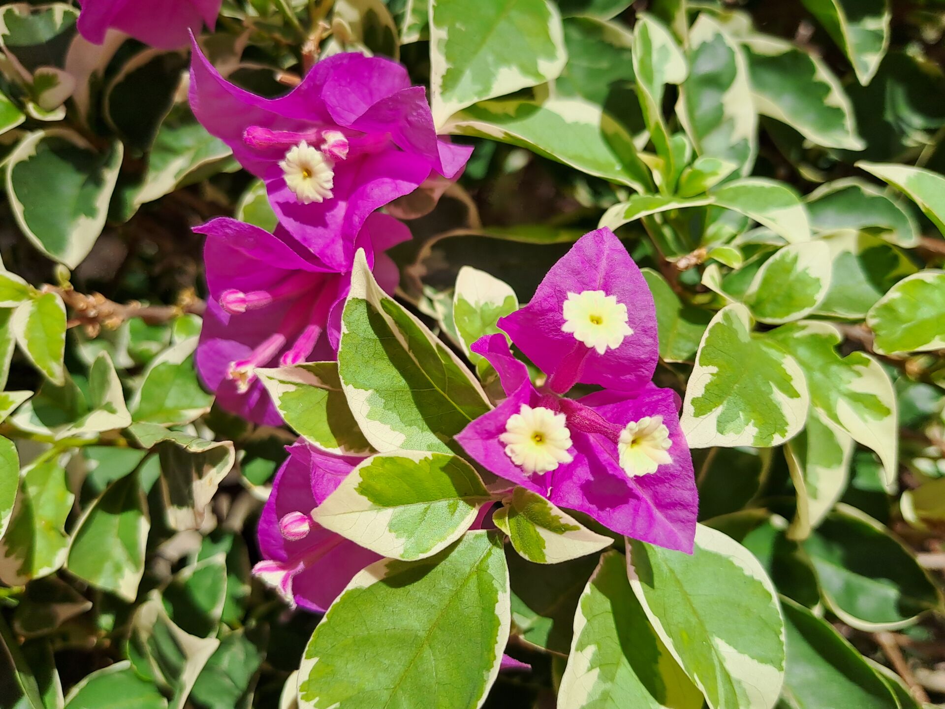 https://www.fa.gov.hk/葉子花(簕杜鵑)