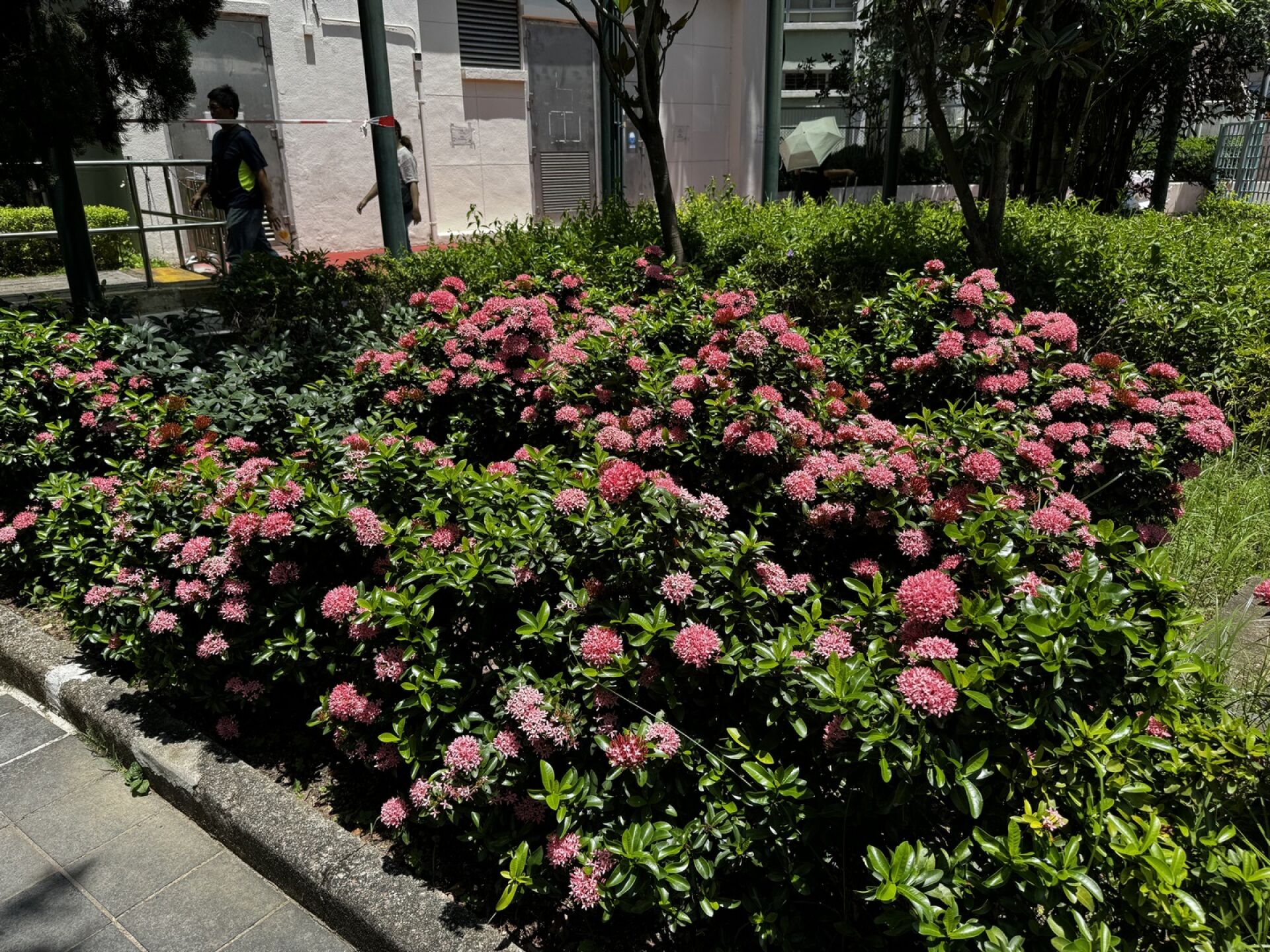 https://www.fa.gov.hk/細葉龍船花