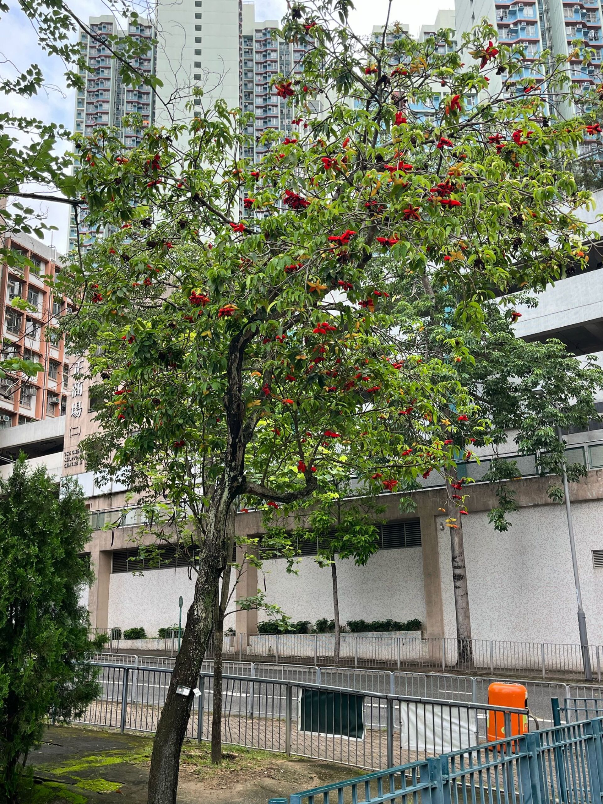 https://www.fa.gov.hk/假蘋婆