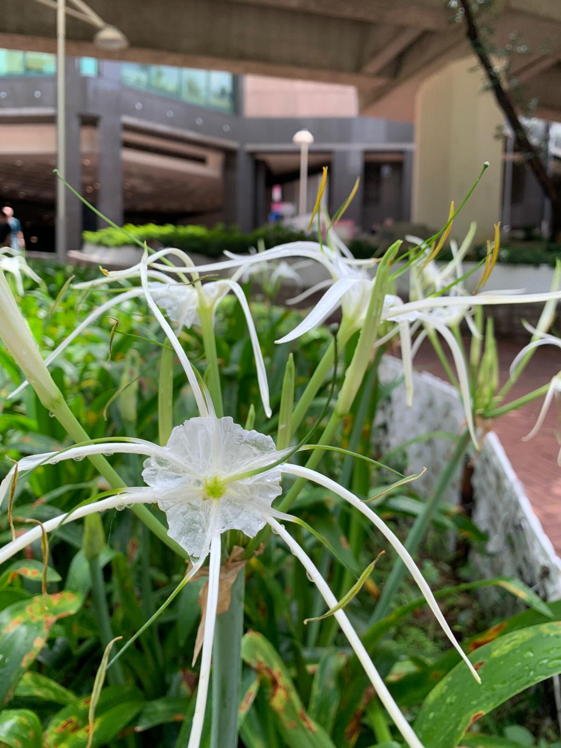 https://www.fa.gov.hk/水鬼蕉(蜘蛛蘭)
