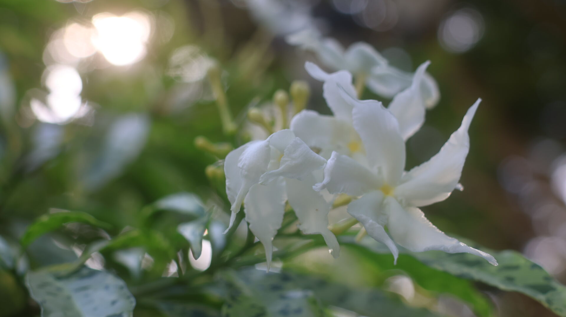 https://www.fa.gov.hk/斑葉狗牙花