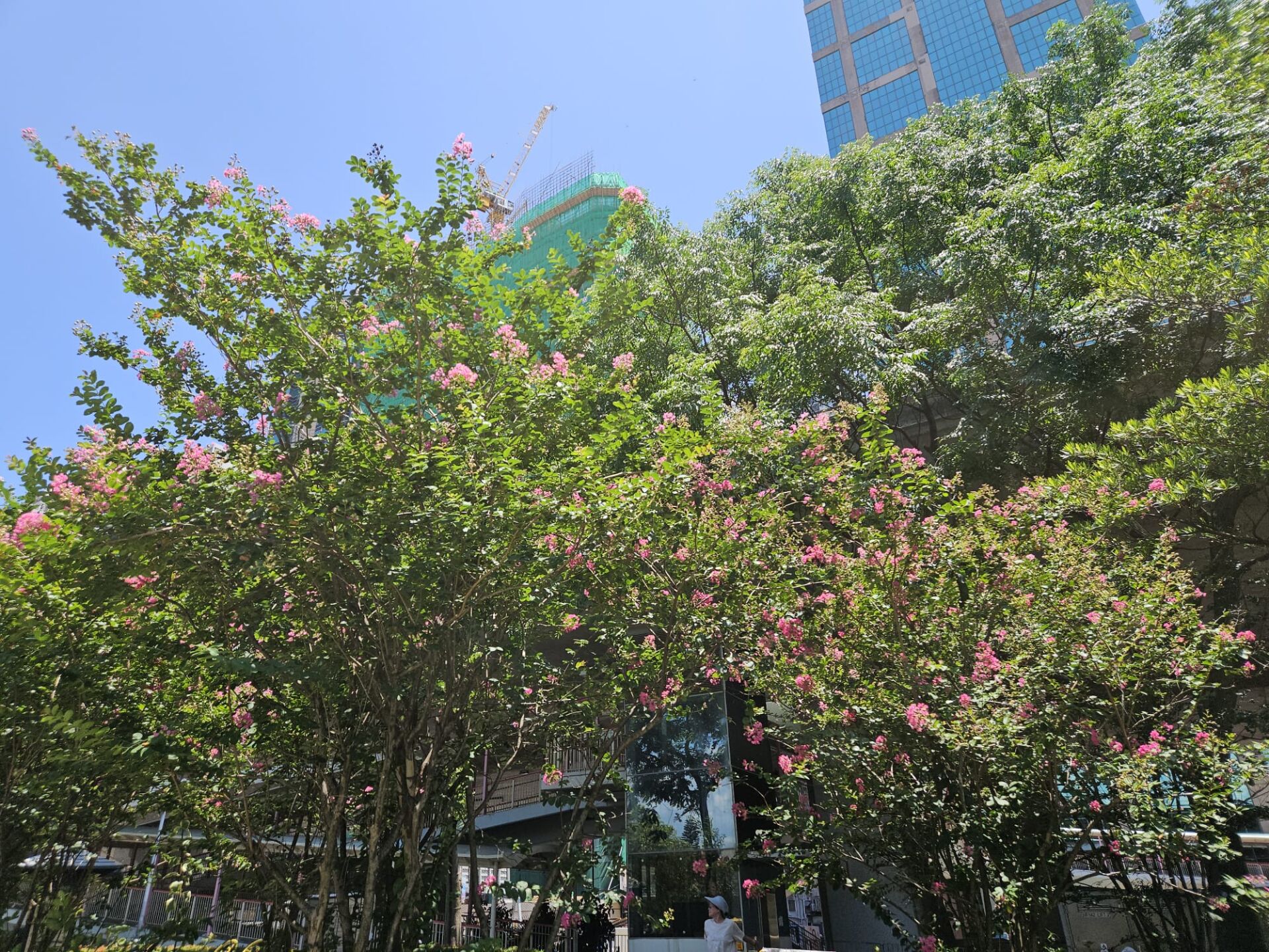 https://www.fa.gov.hk/紫薇