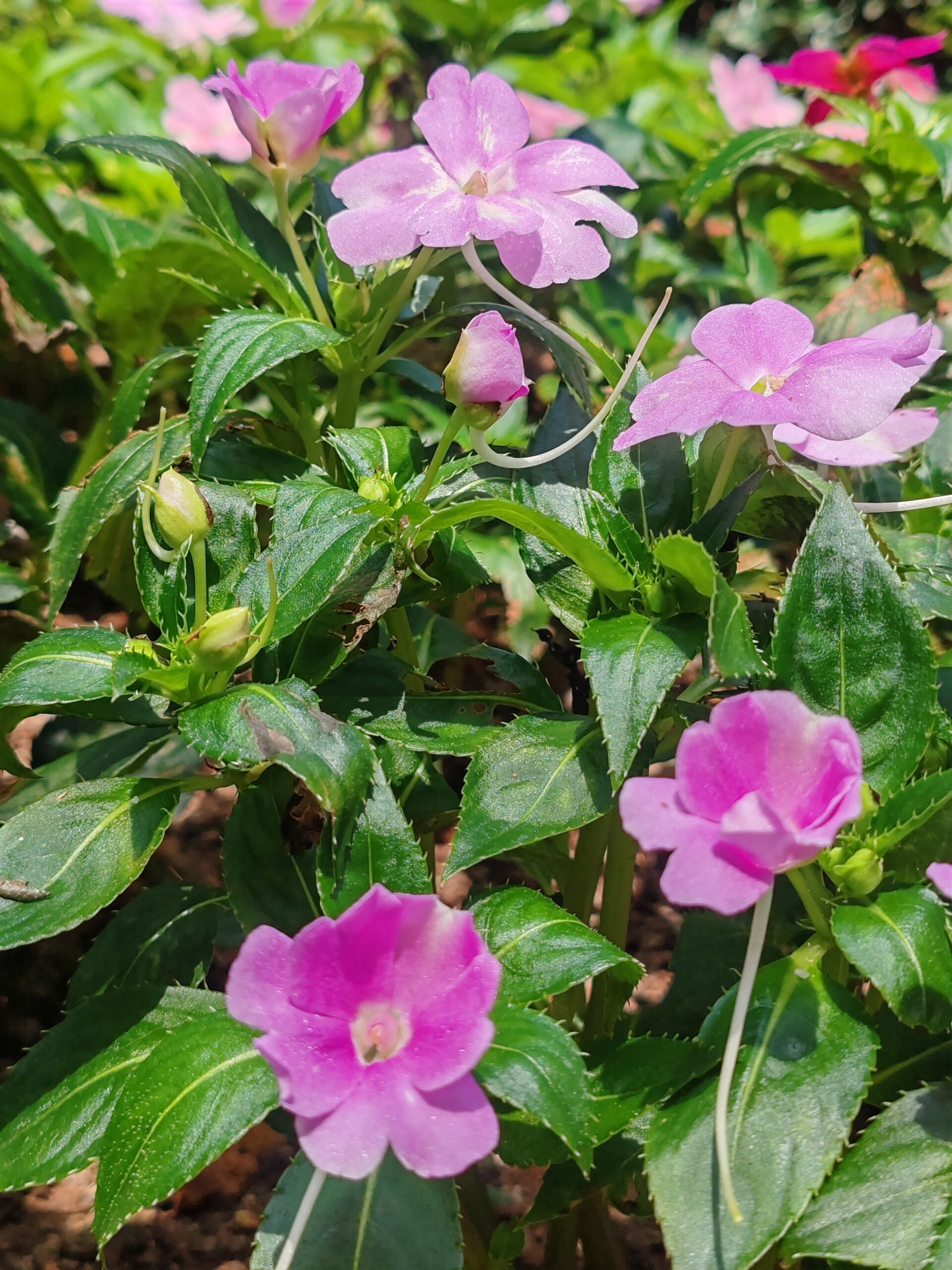 https://www.fa.gov.hk/桑蓓斯鳳仙花