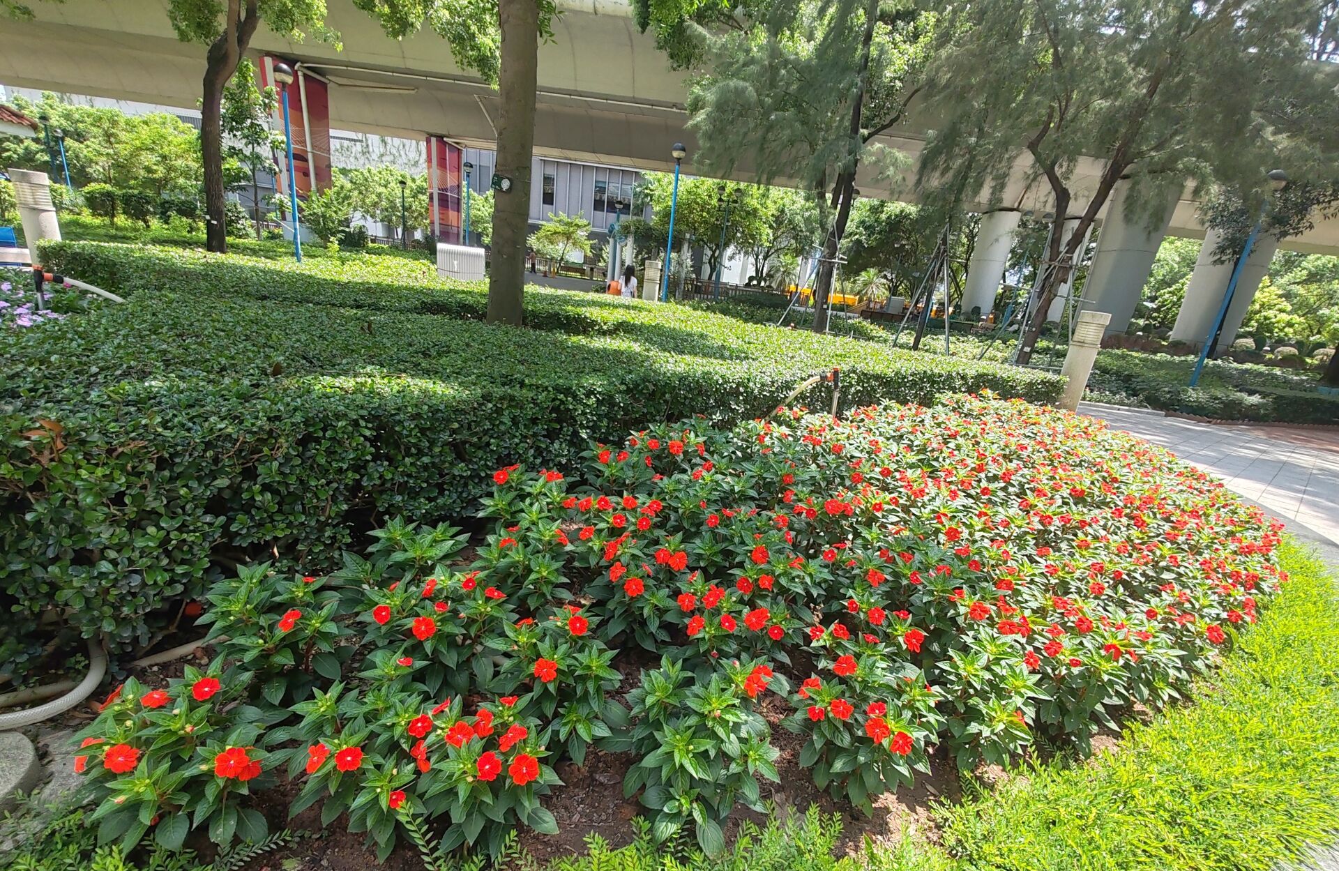 https://www.fa.gov.hk/桑蓓斯鳳仙花