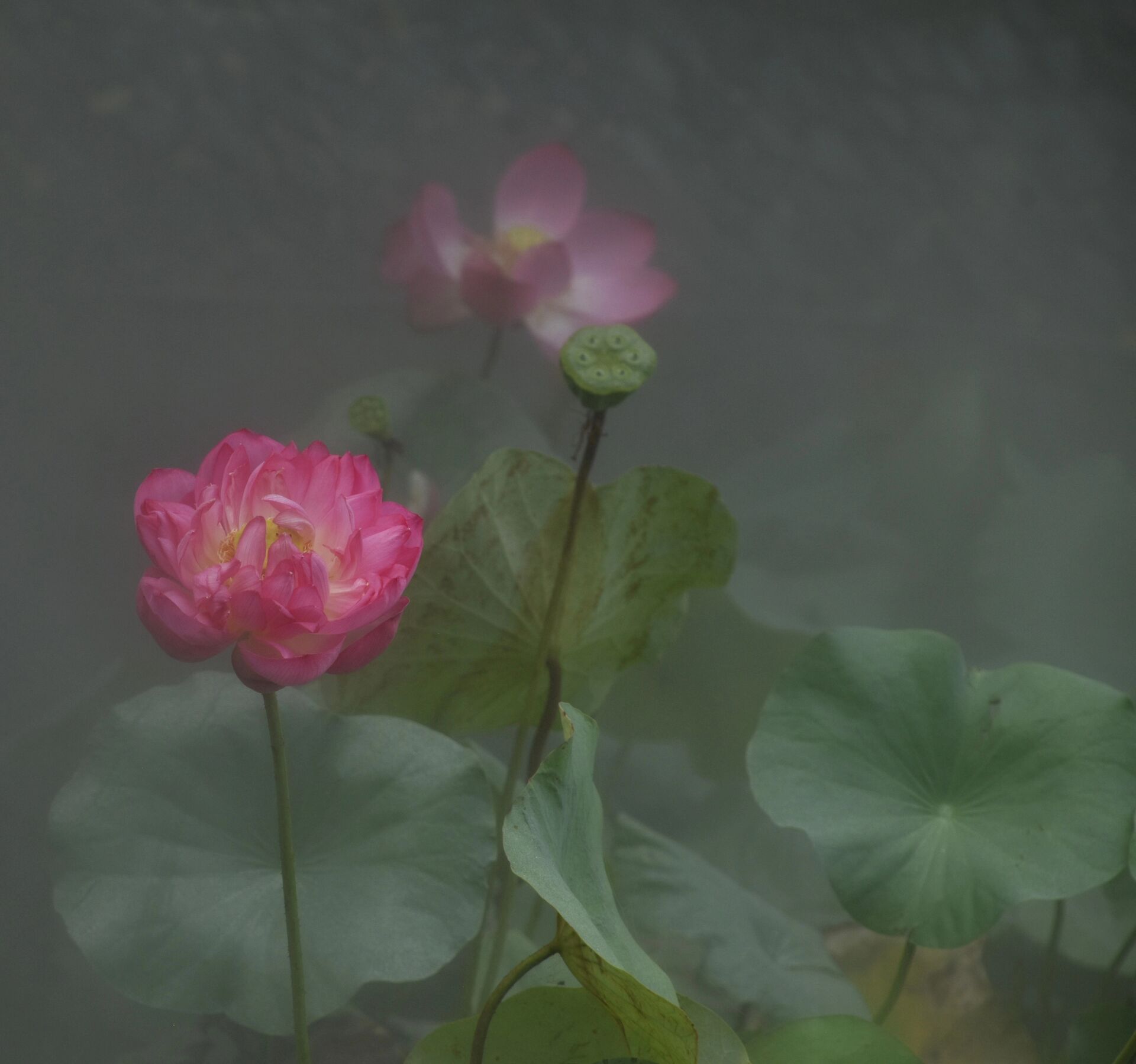 https://www.fa.gov.hk/荷花