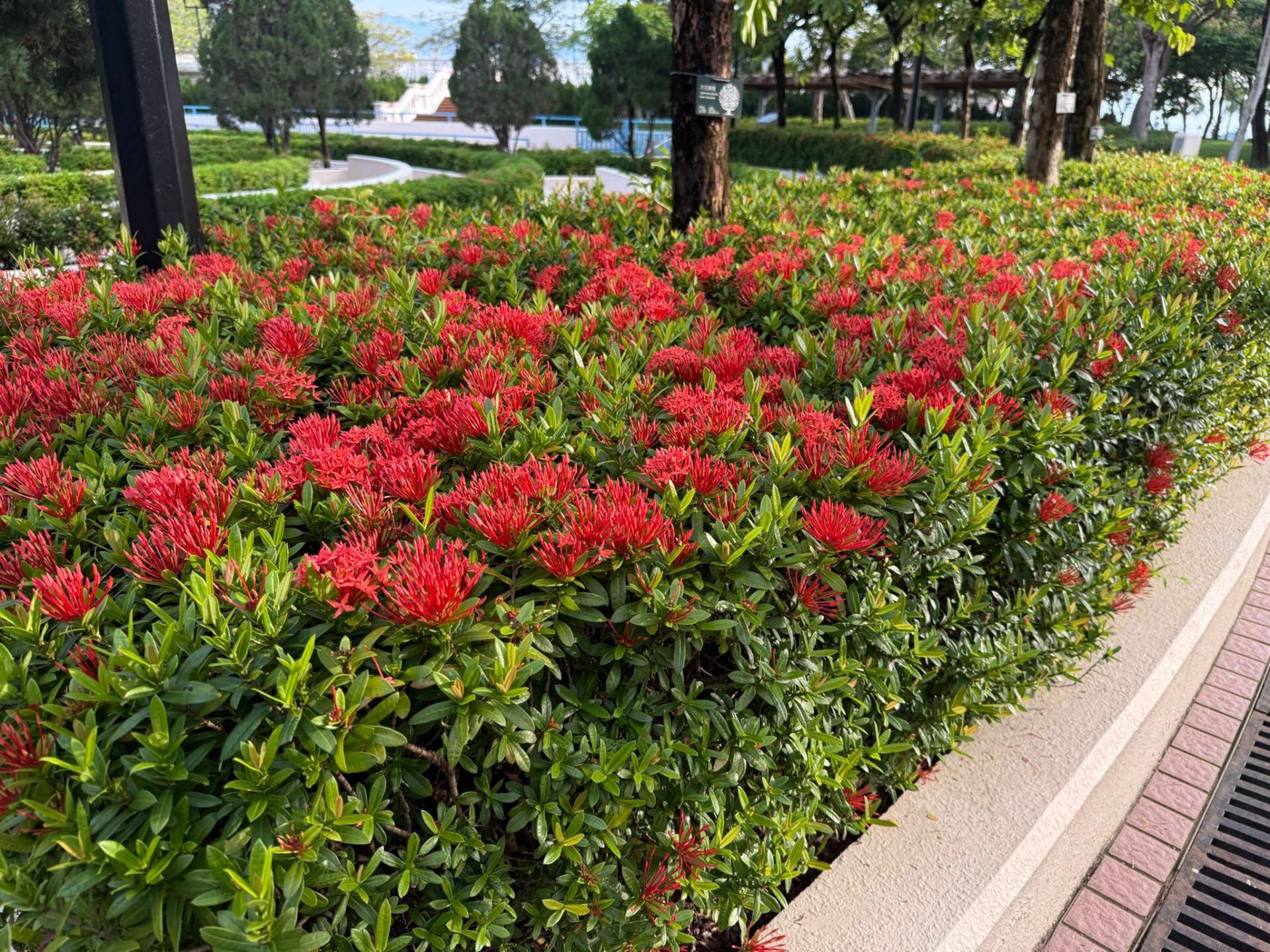 https://www.fa.gov.hk/細葉龍船花