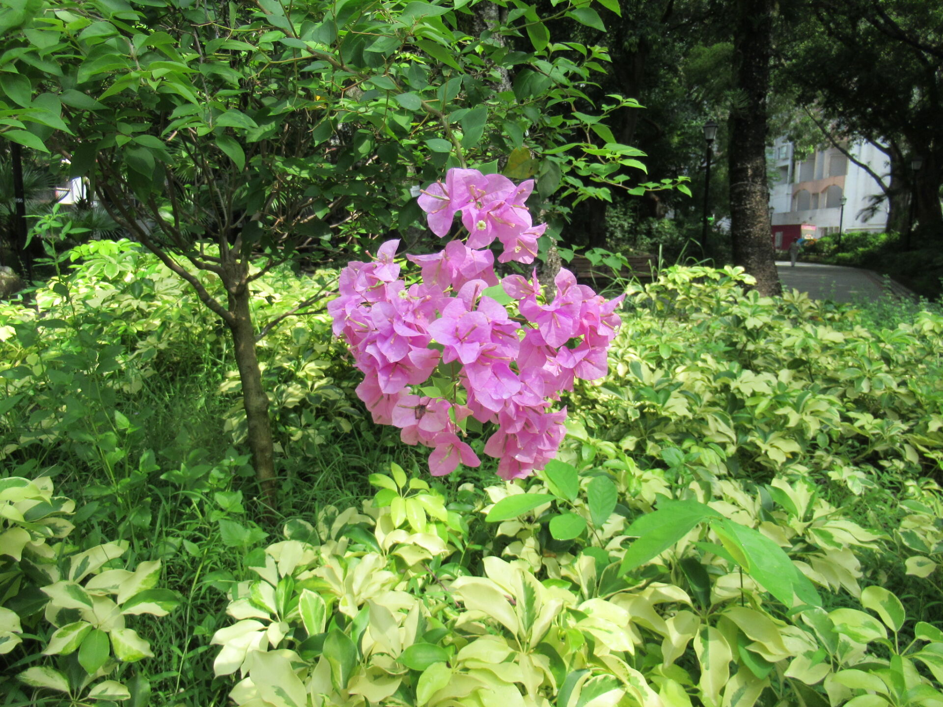 https://www.fa.gov.hk/葉子花(簕杜鵑)