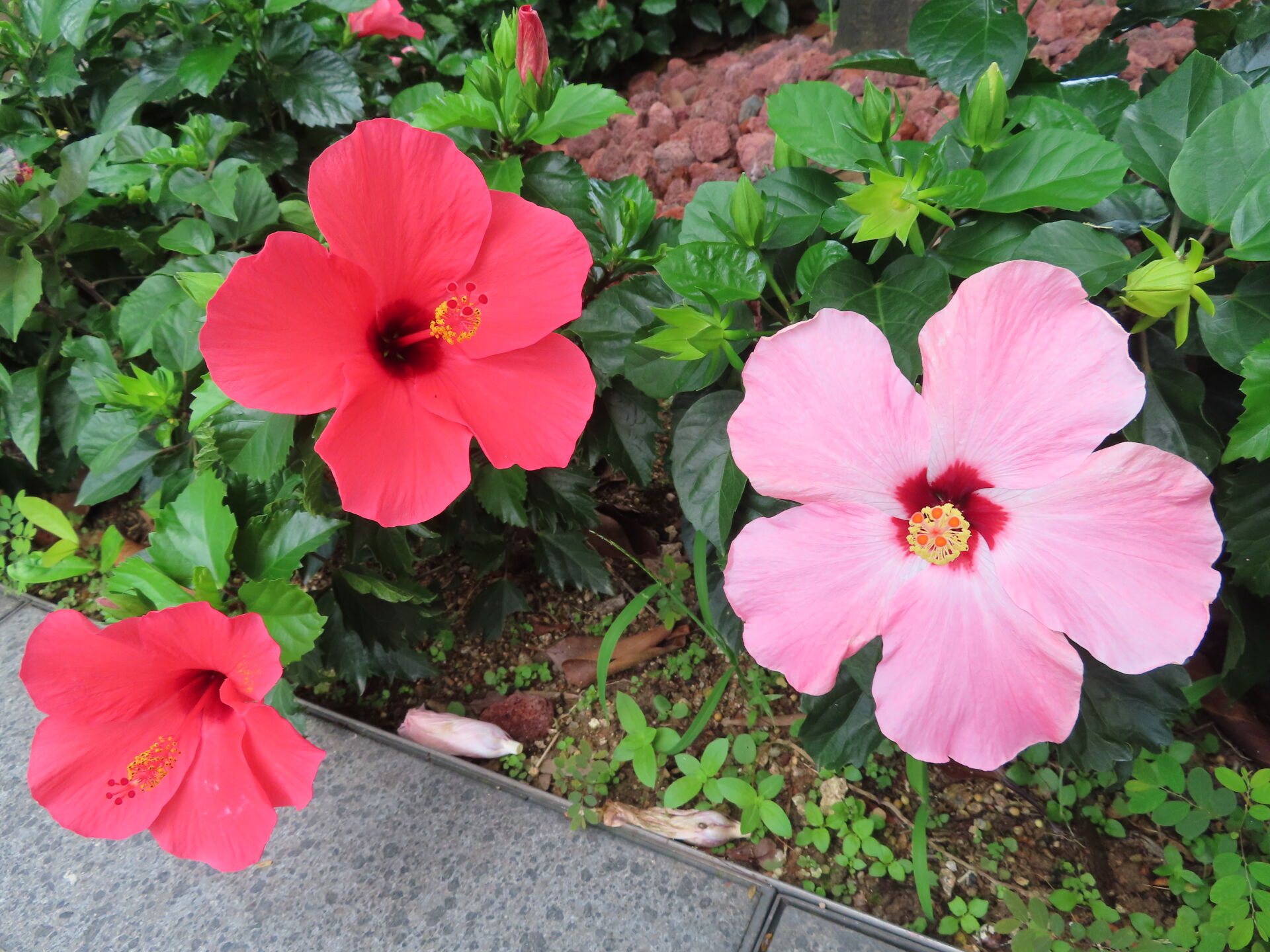 https://www.fa.gov.hk/朱槿(扶桑、大紅花)