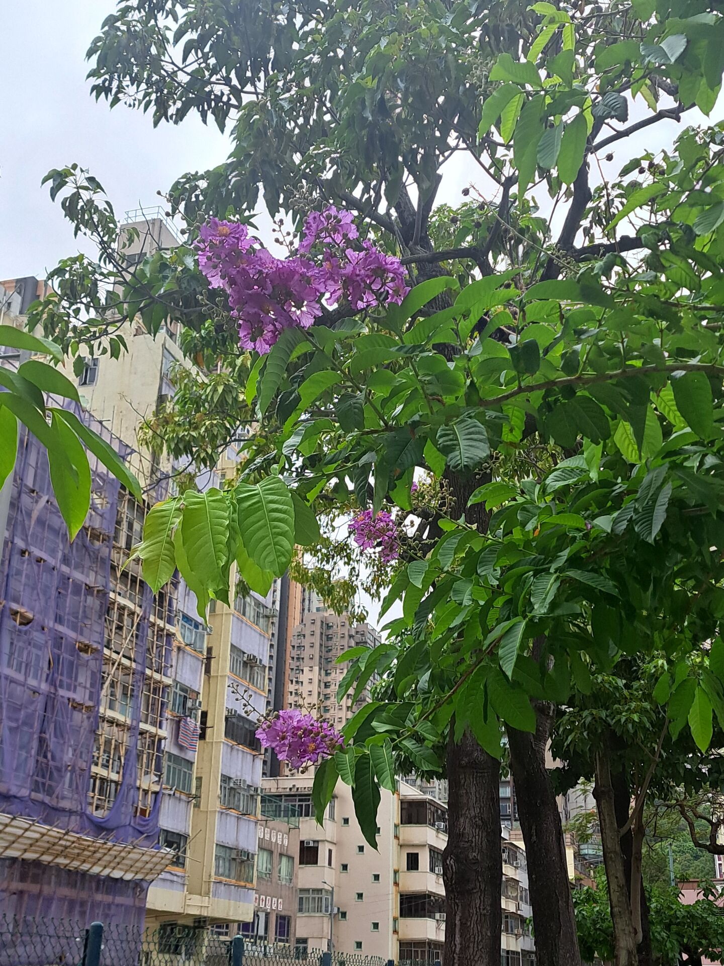 https://www.fa.gov.hk/大花紫薇(洋紫薇)