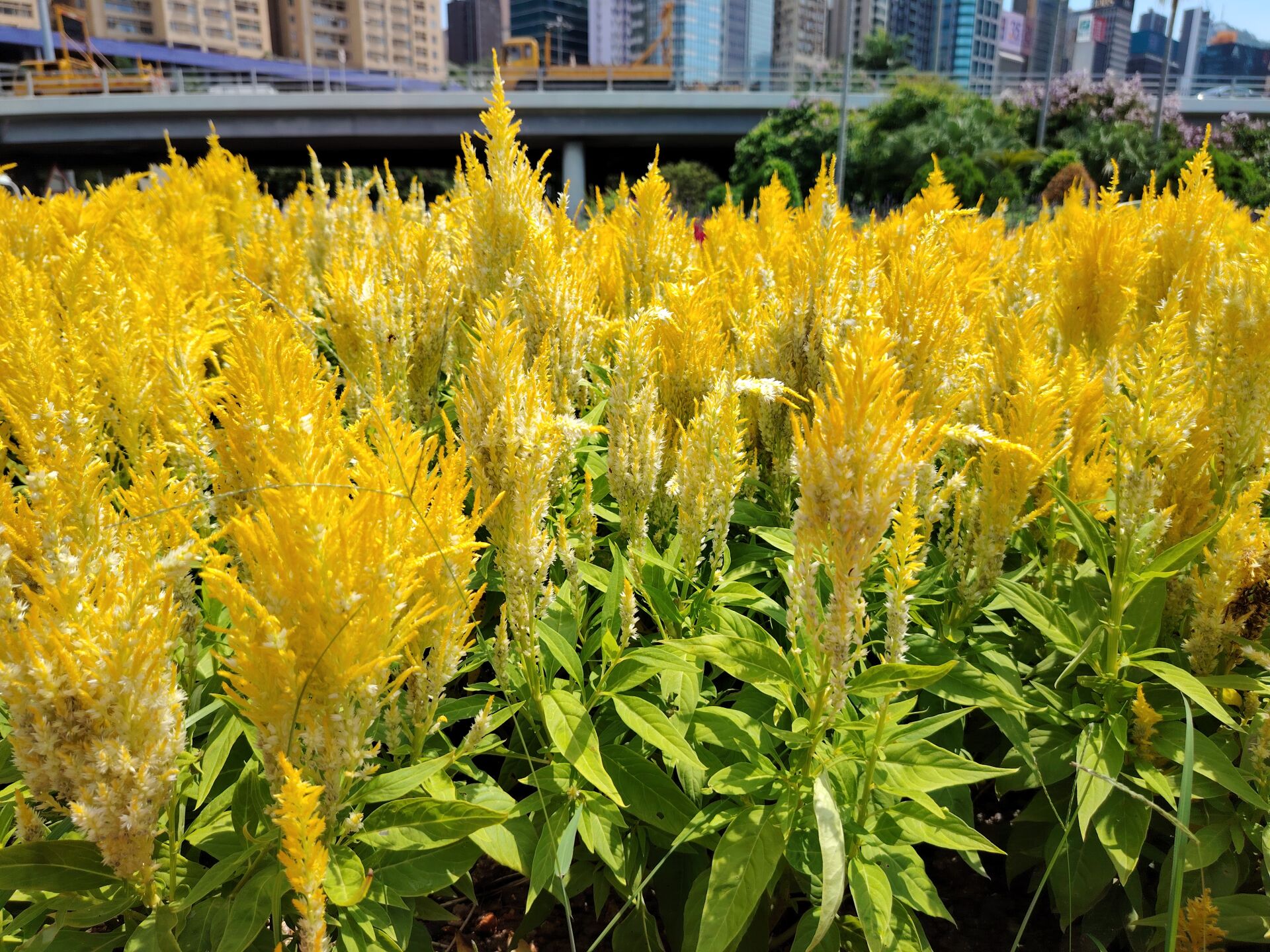https://www.fa.gov.hk/鳯尾球