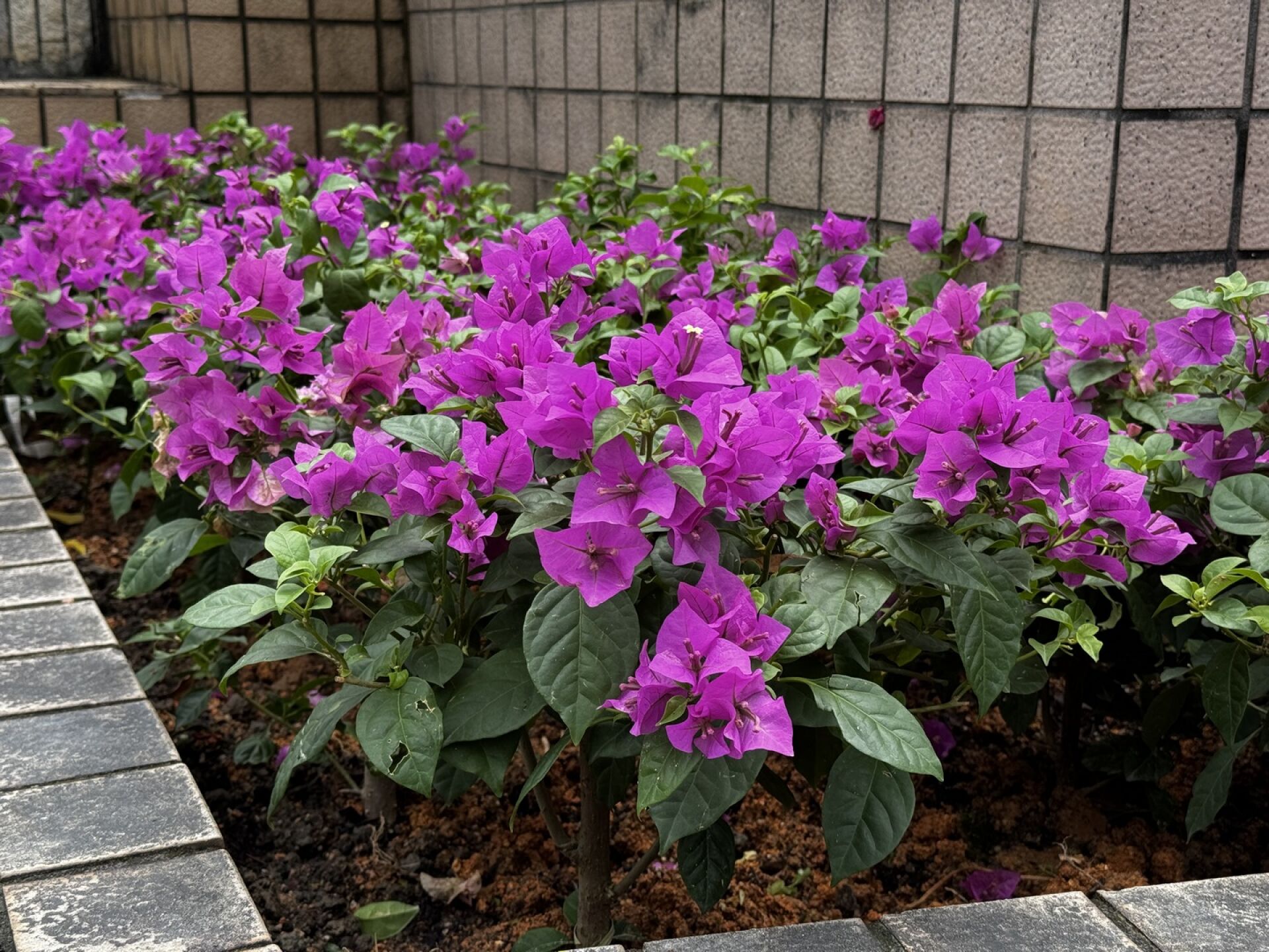 https://www.fa.gov.hk/葉子花(簕杜鵑)