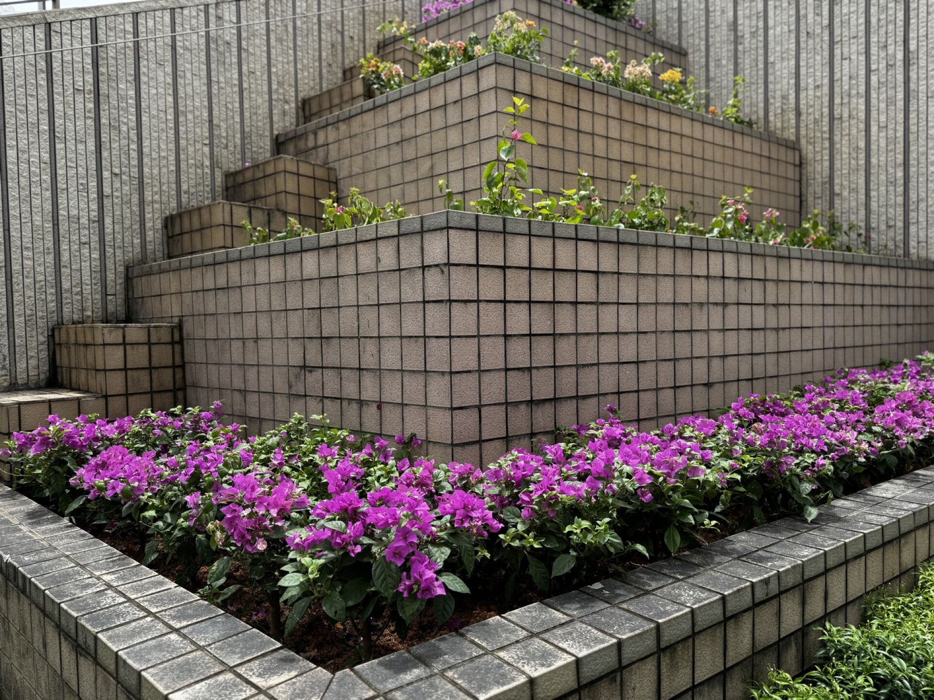 https://www.fa.gov.hk/葉子花(簕杜鵑)