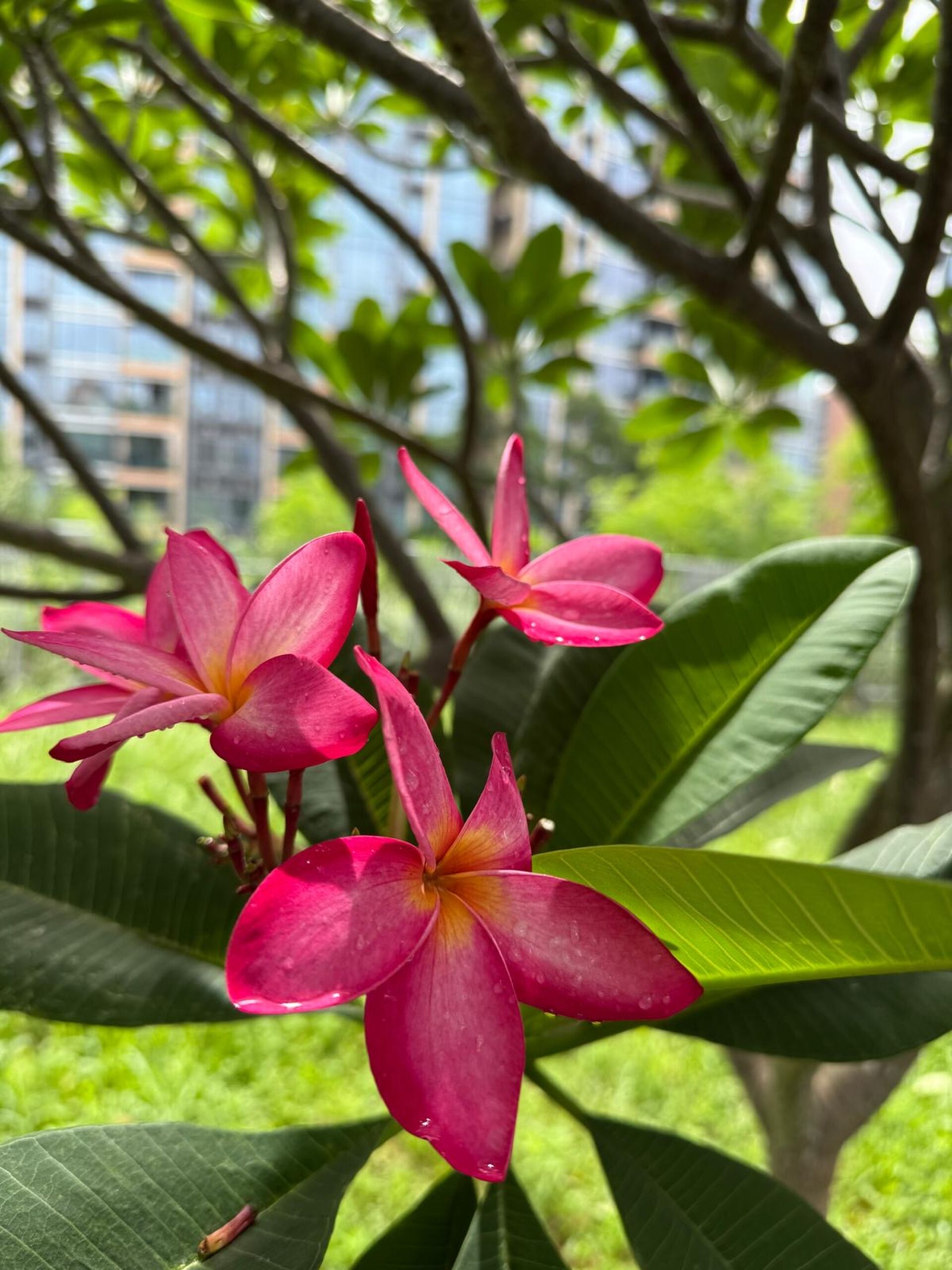 https://www.fa.gov.hk/紅雞蛋花
