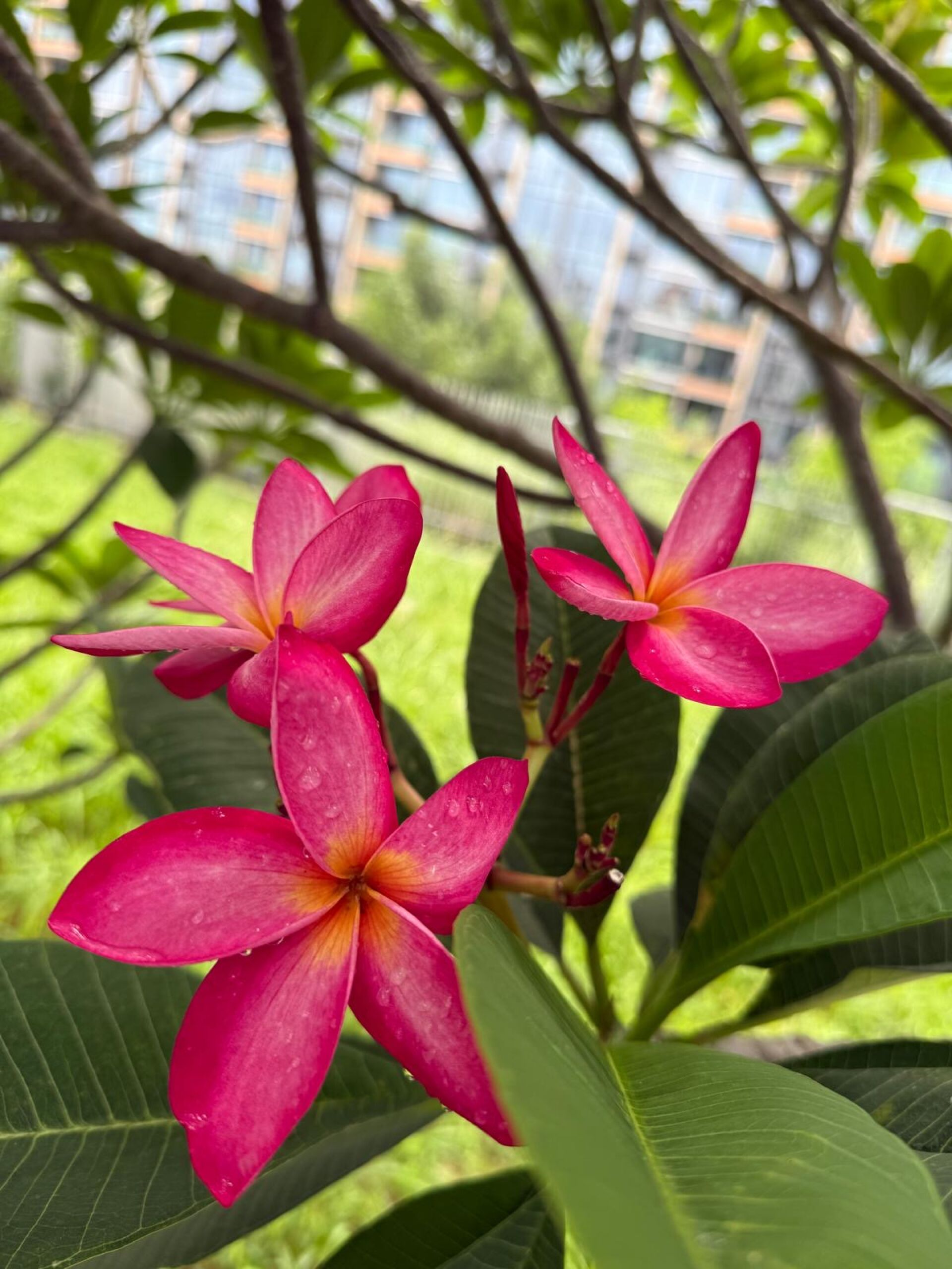 https://www.fa.gov.hk/紅雞蛋花