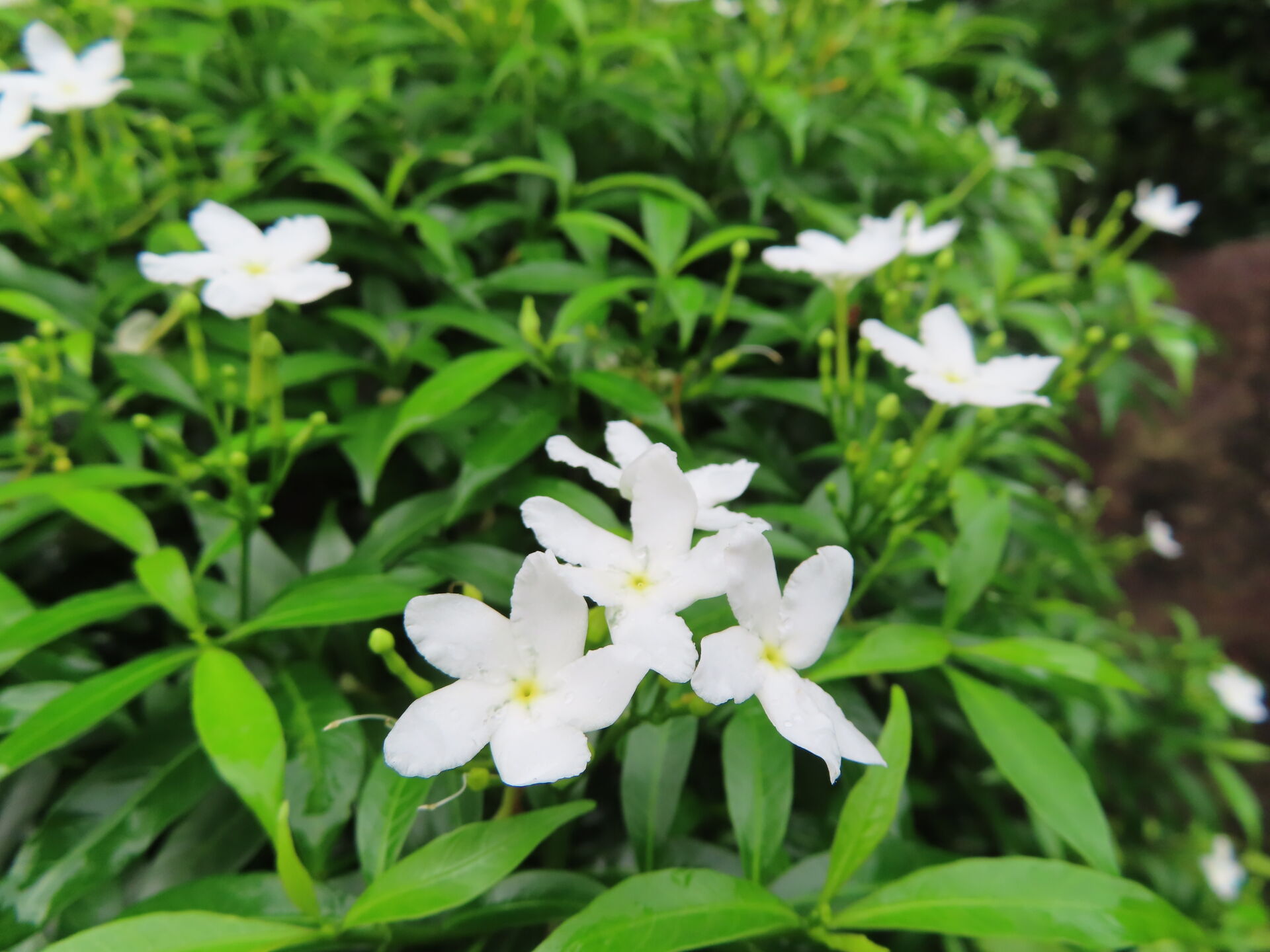 https://www.fa.gov.hk/珍珠狗牙花