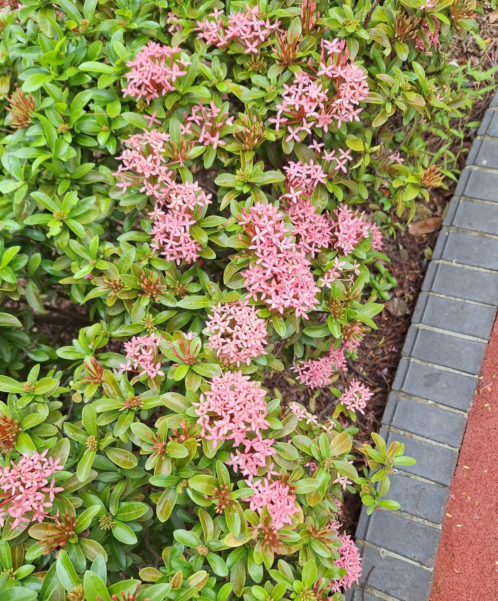 https://www.fa.gov.hk/細葉龍船花