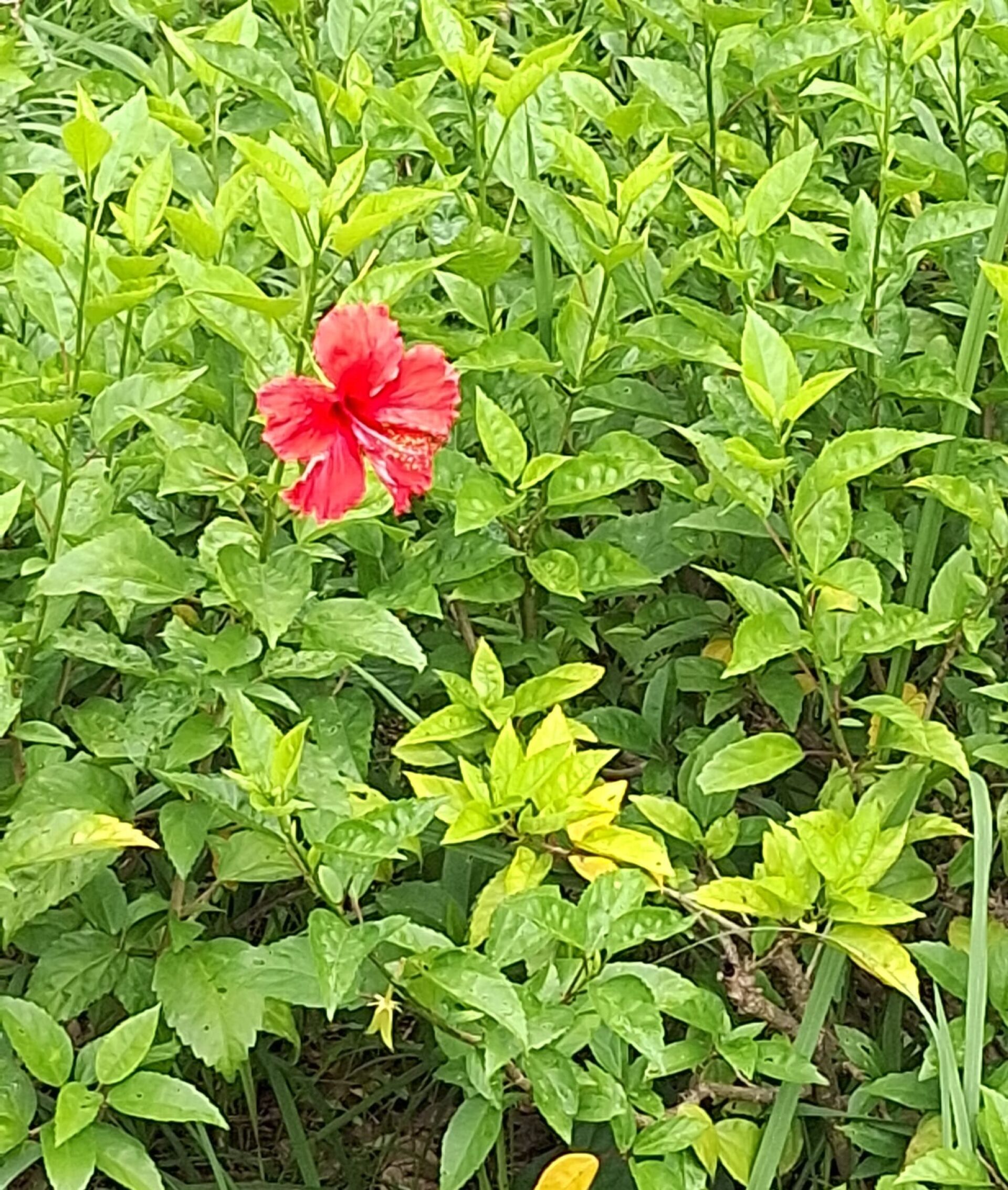 https://www.fa.gov.hk/朱槿(扶桑、大紅花)