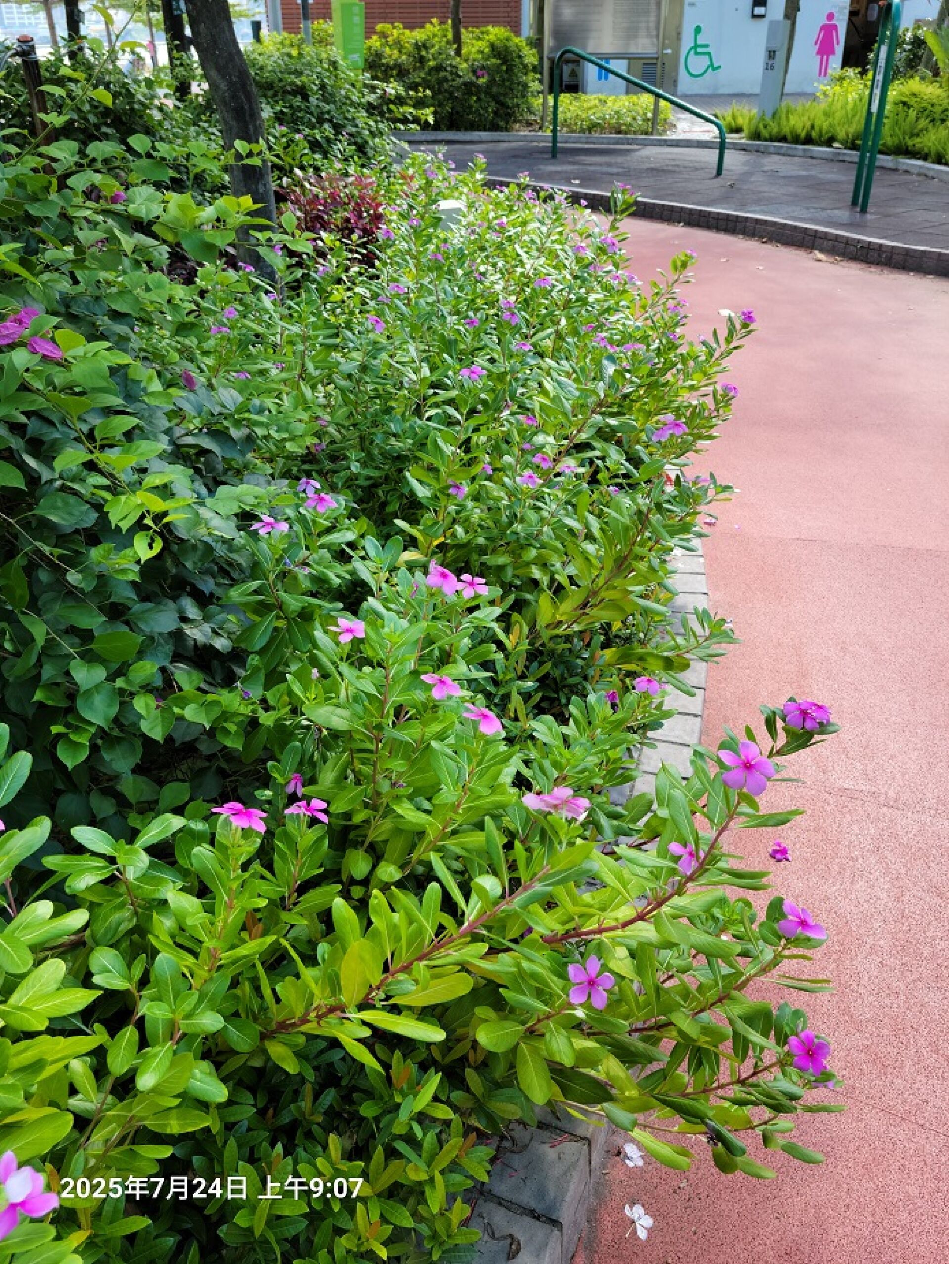 https://www.fa.gov.hk/長春花