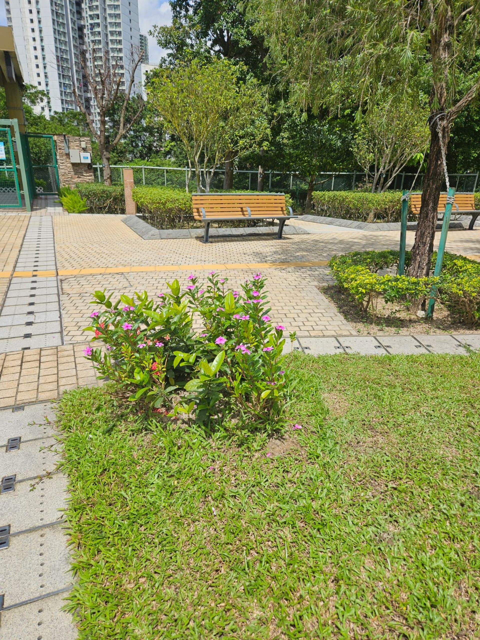 https://www.fa.gov.hk/長春花