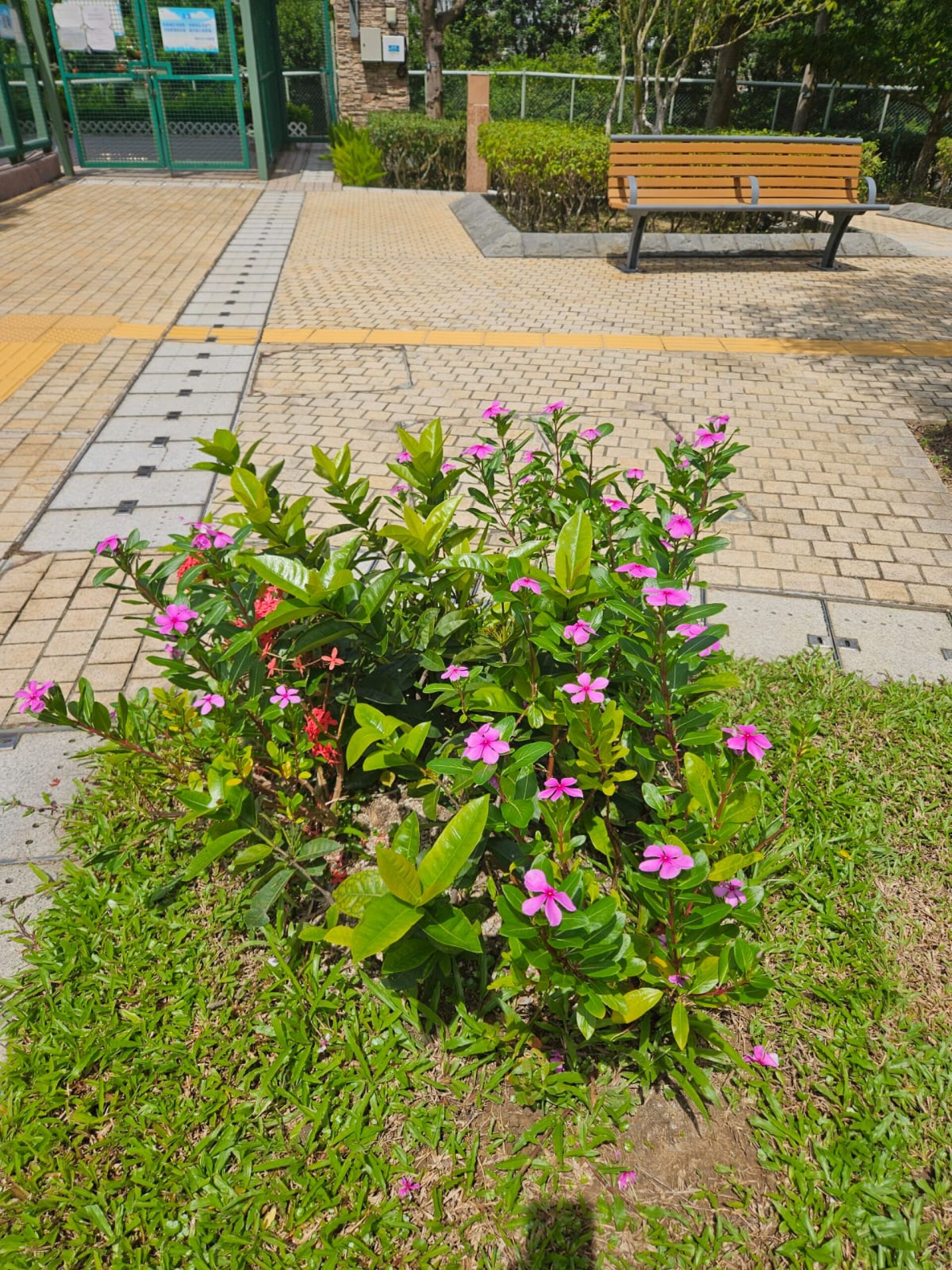https://www.fa.gov.hk/長春花