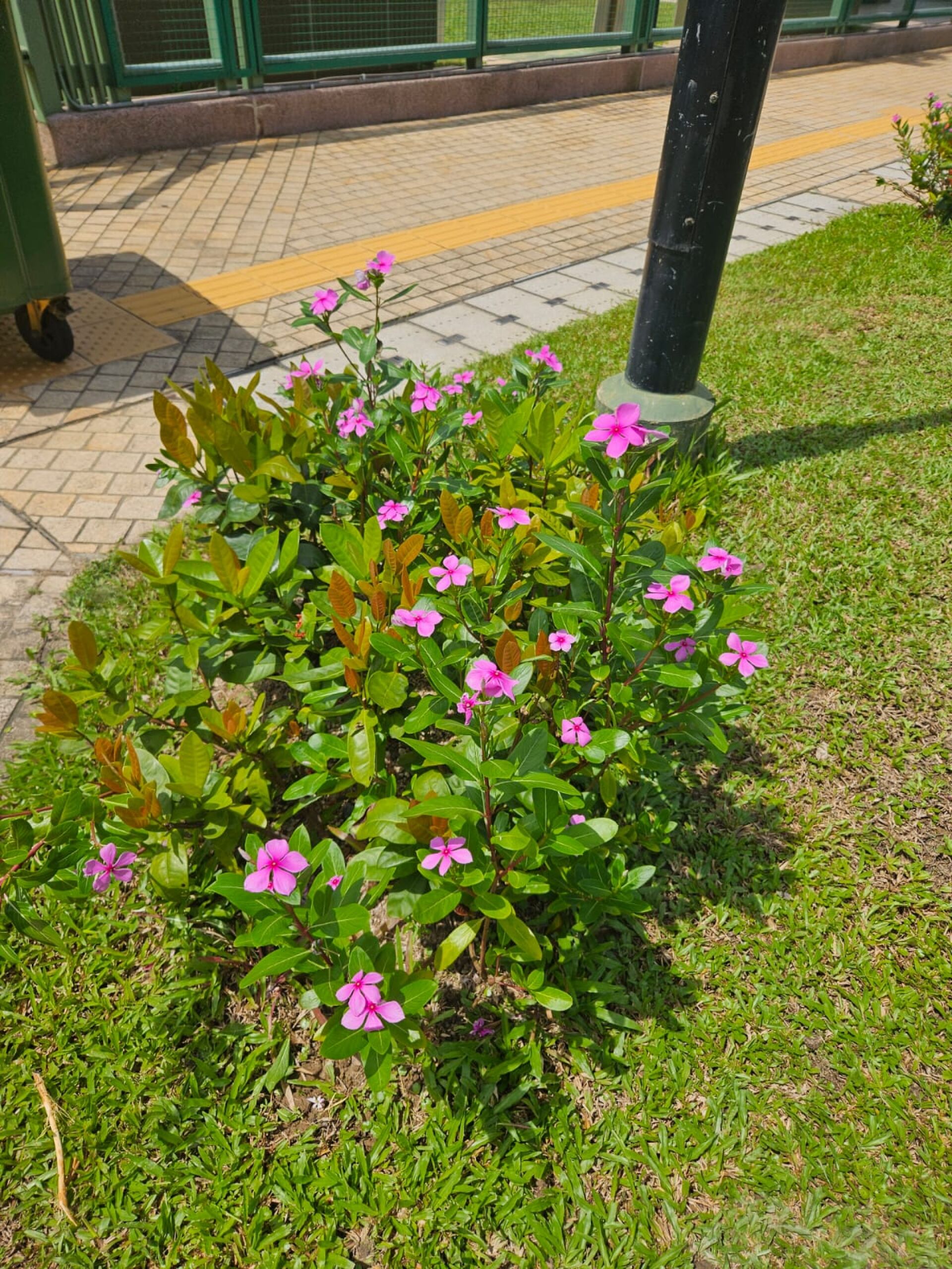 https://www.fa.gov.hk/長春花