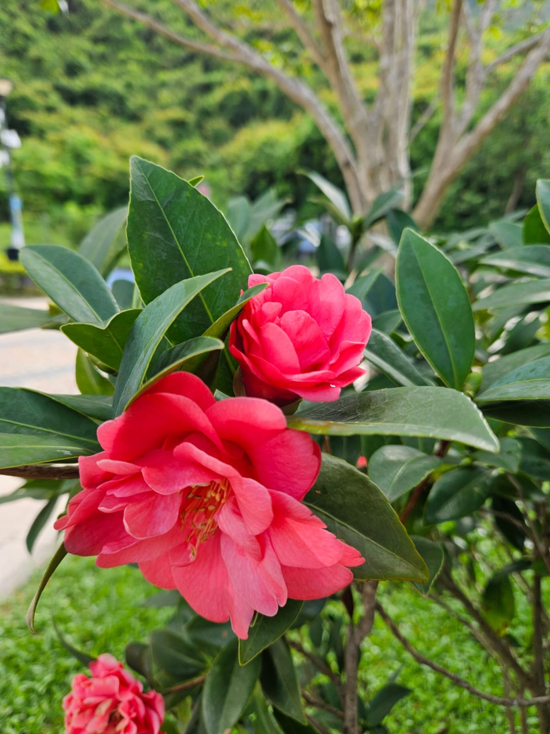 https://www.fa.gov.hk/茶花