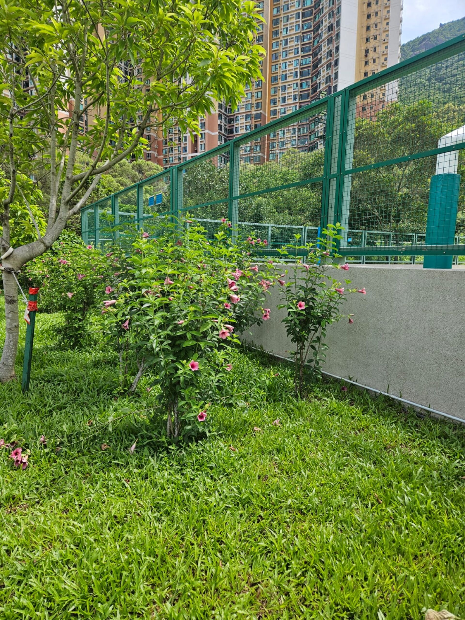 https://www.fa.gov.hk/紫蟬