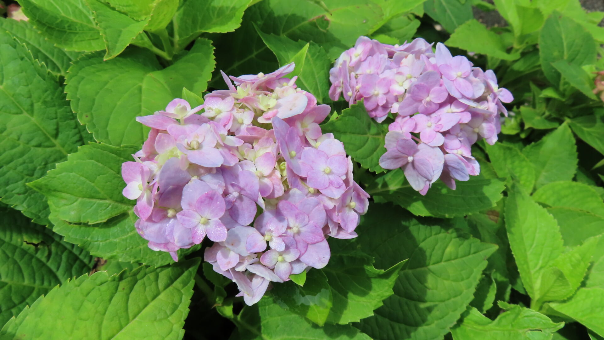 https://www.fa.gov.hk/繡球花