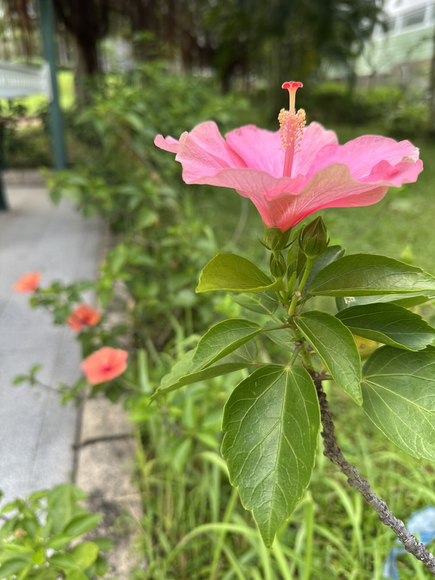 https://www.fa.gov.hk/朱槿(扶桑、大紅花)
