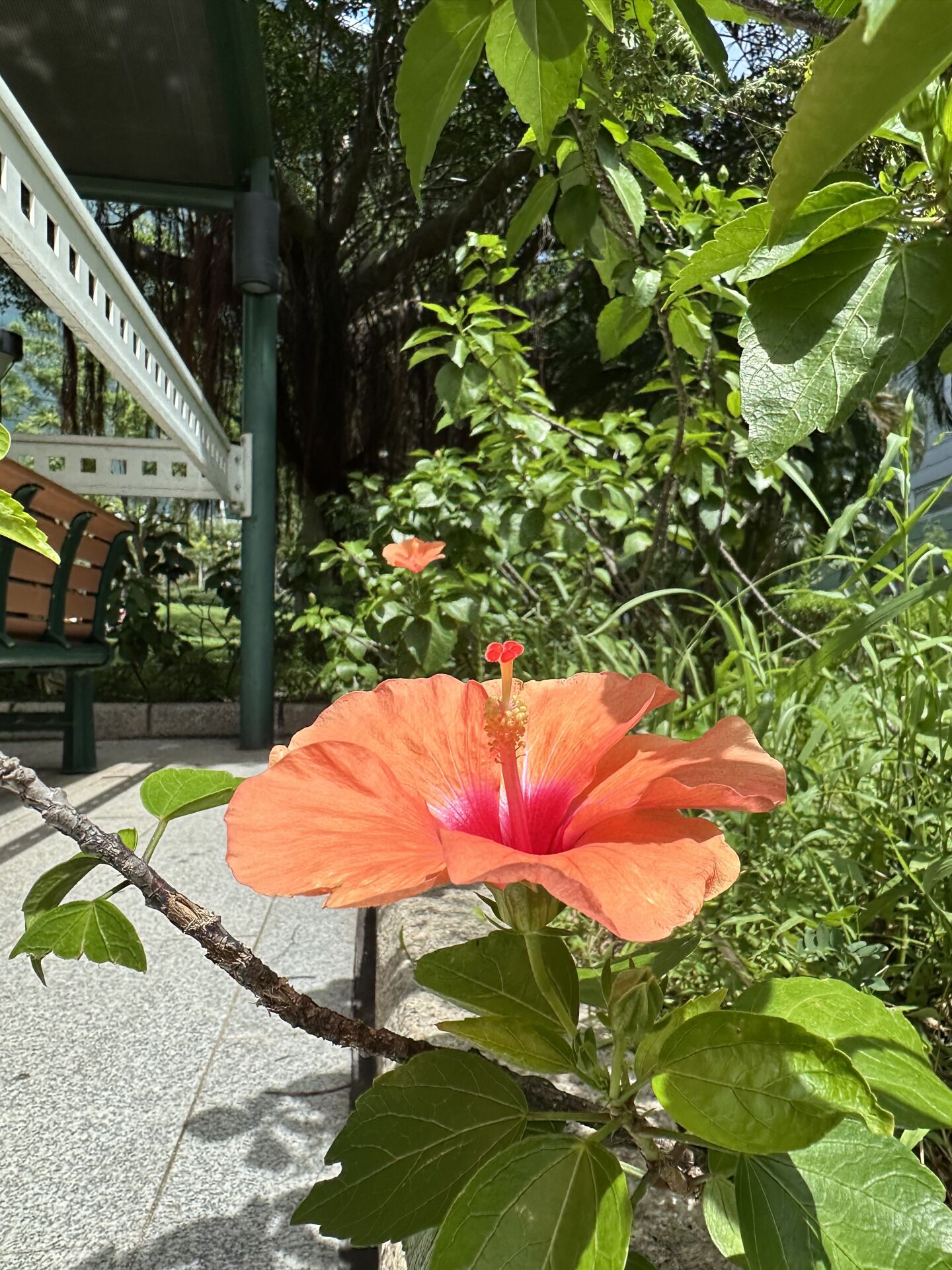 https://www.fa.gov.hk/朱槿(扶桑、大紅花)