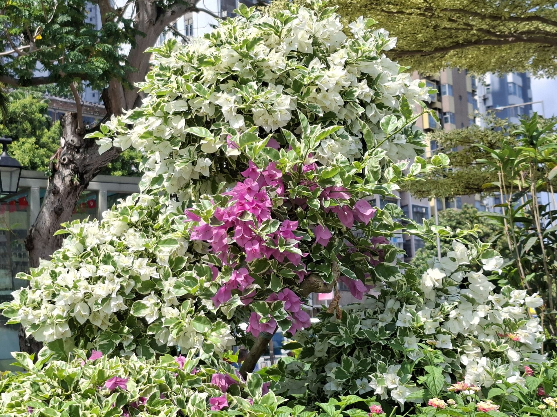 https://www.fa.gov.hk/花葉簕杜鵑