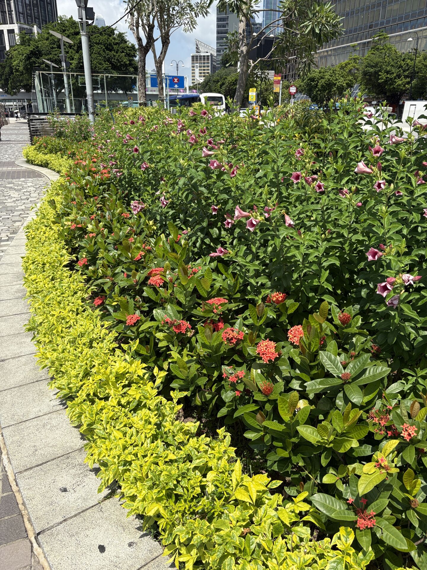 https://www.fa.gov.hk/龍船花, 紫蟬