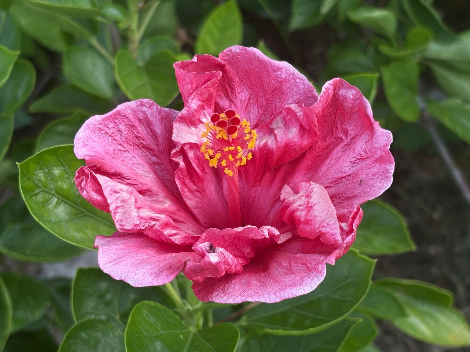 https://www.fa.gov.hk/朱槿(扶桑、大紅花)