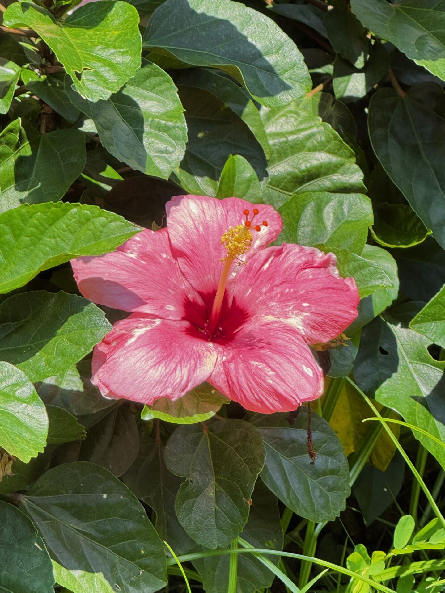 https://www.fa.gov.hk/朱槿(扶桑、大紅花)