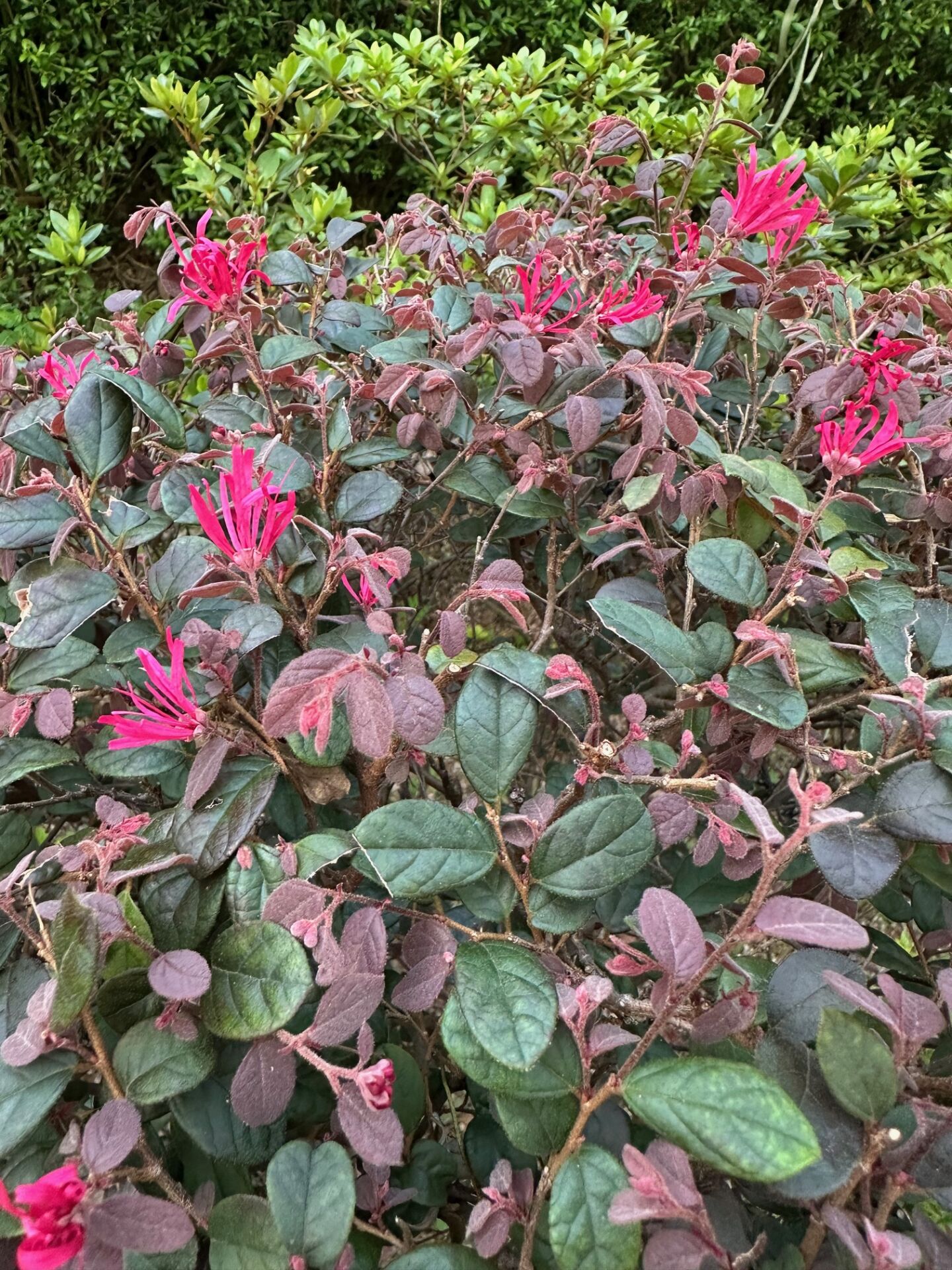 https://www.fa.gov.hk/紅花檵木