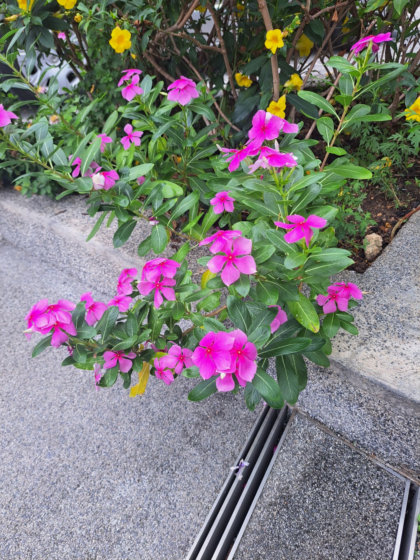 https://www.fa.gov.hk/長春花
