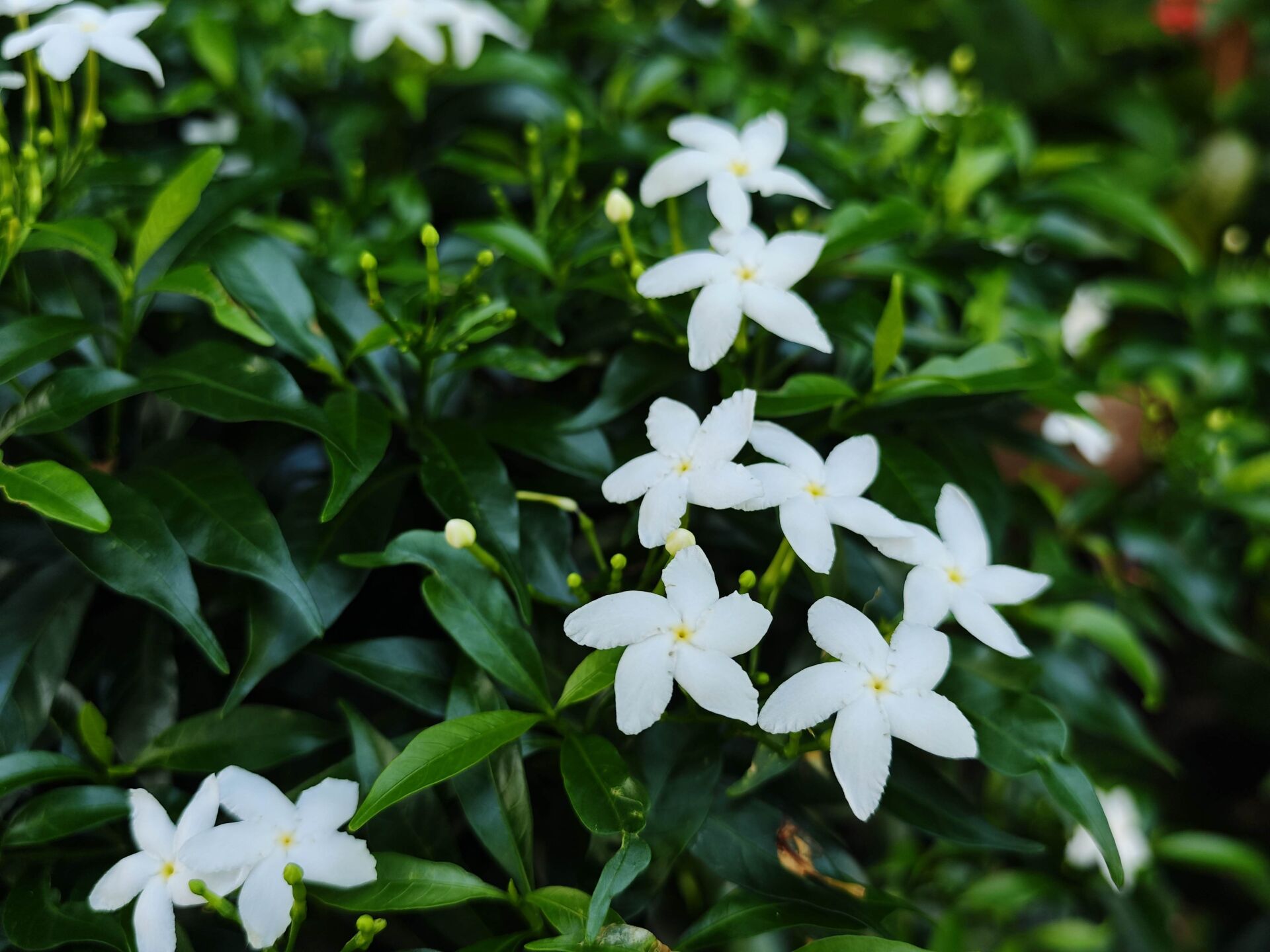 https://www.fa.gov.hk/珍珠狗牙花