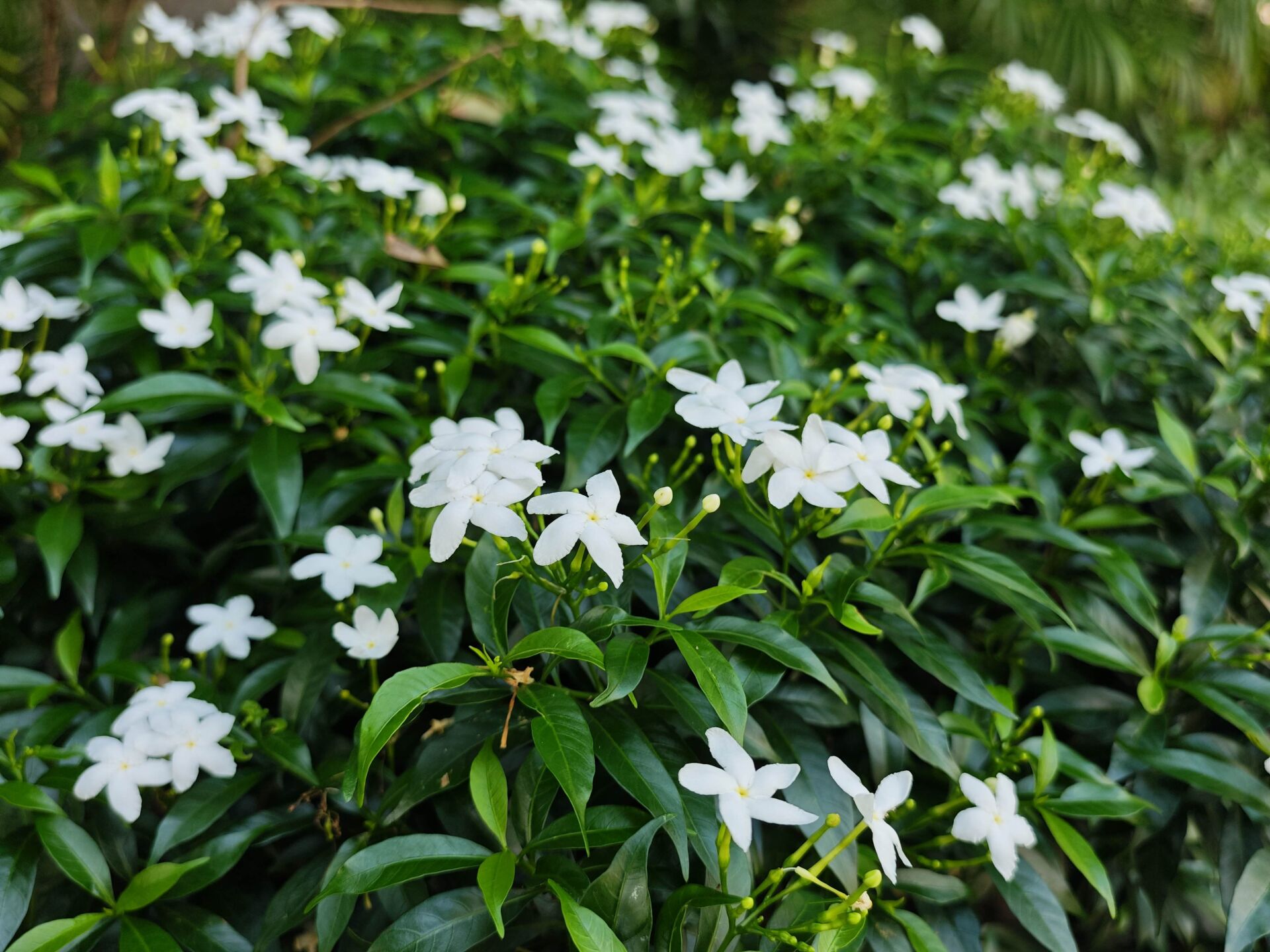 https://www.fa.gov.hk/珍珠狗牙花