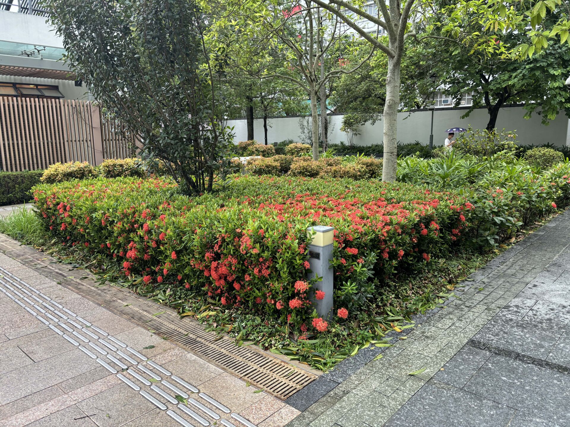 https://www.fa.gov.hk/細葉龍船花