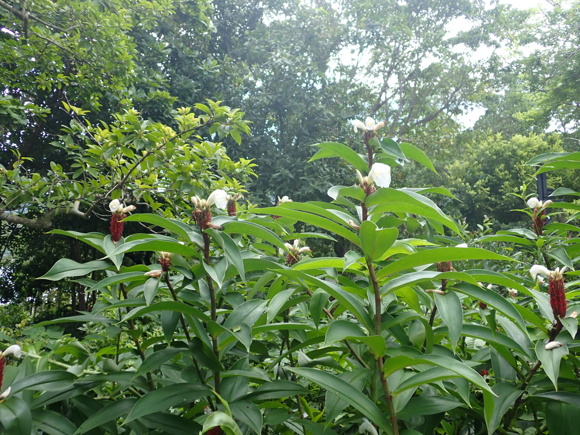 https://www.fa.gov.hk/紅閉鞘薑