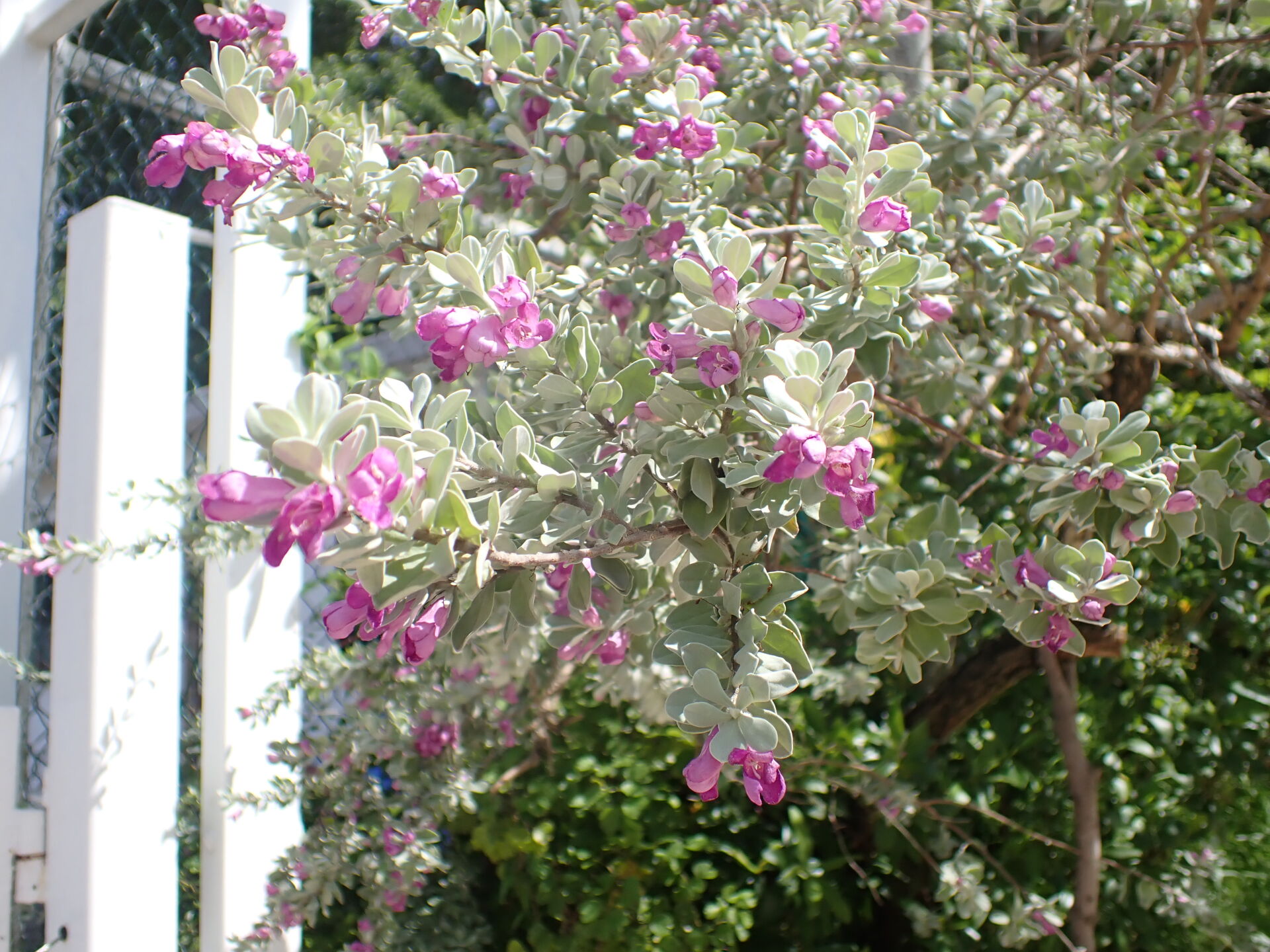 https://www.fa.gov.hk/紅花玉芙蓉
